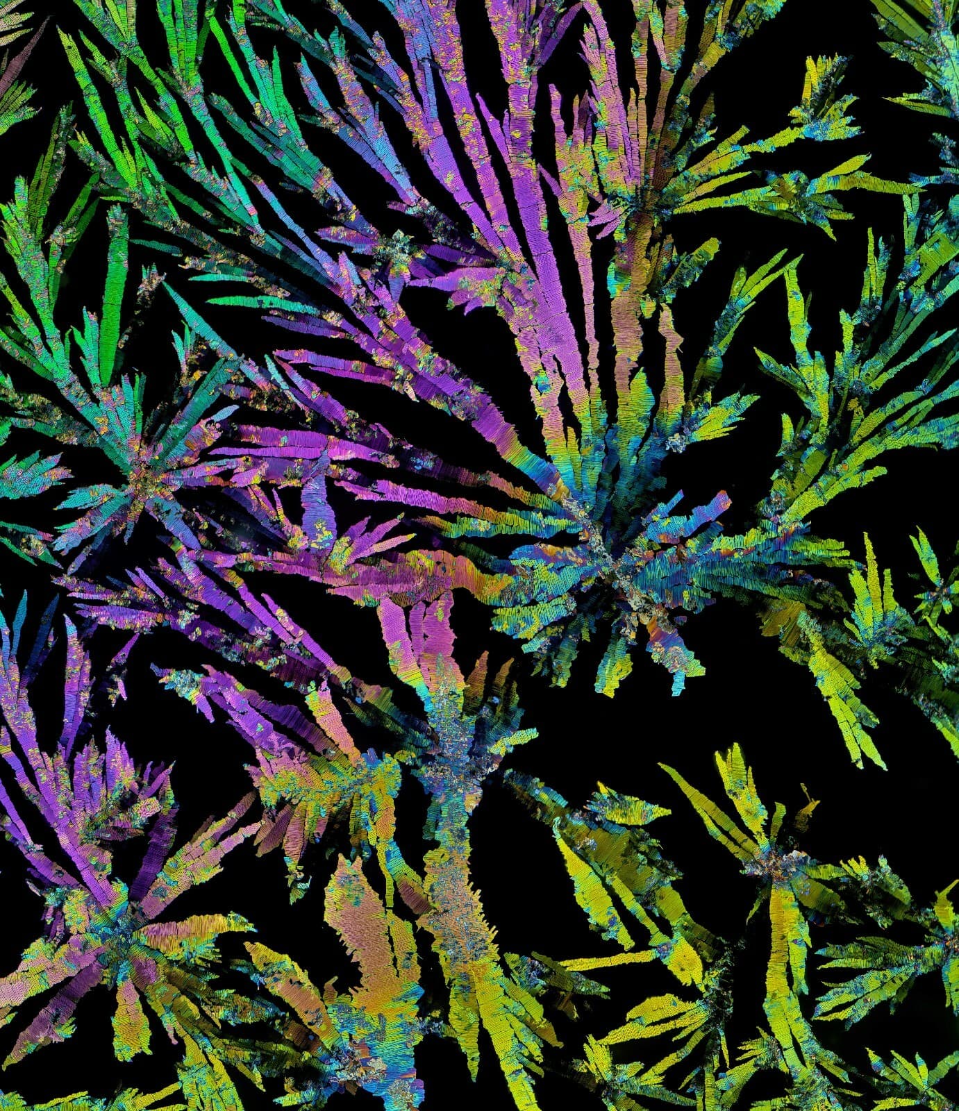 Microscope slide for polarization, THEOBROMINE 3