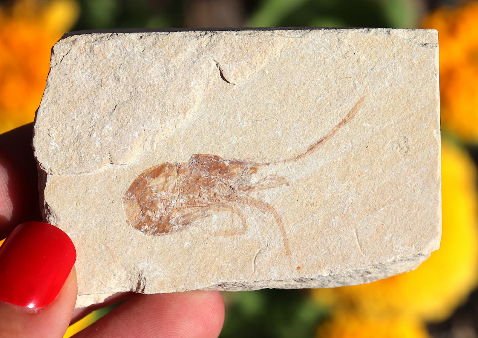 Jurassic Fossil Shrimp Solnhofen Germany    Well Preserved History  6.7 Cm's 5