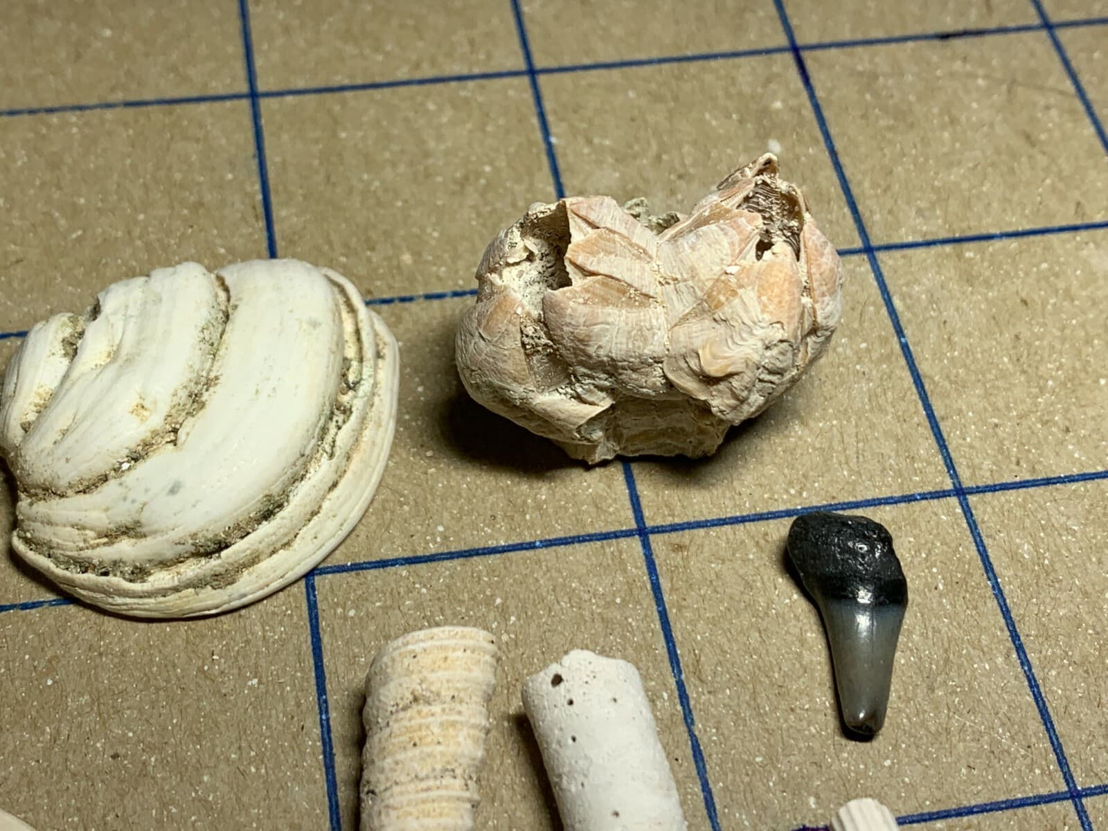 ☆Fossil Specimen 10 Pack - Berkeley Quarry S.C. - Barnacle-Dentalium-Teeth ☆294 5