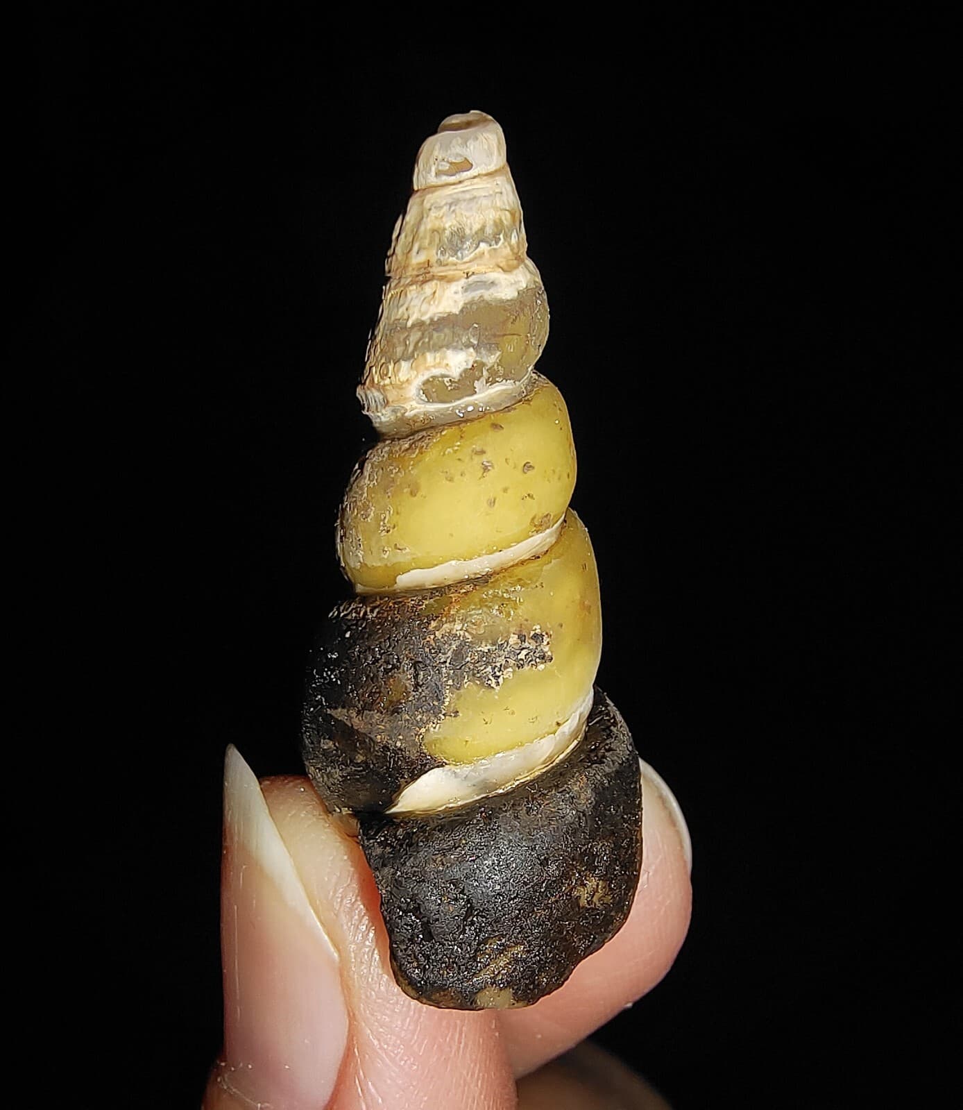SEA SHELL FOSSIL, GASTROPODA, THIARIDAE, FROM JAVA, INDONESIA, 34MM 5