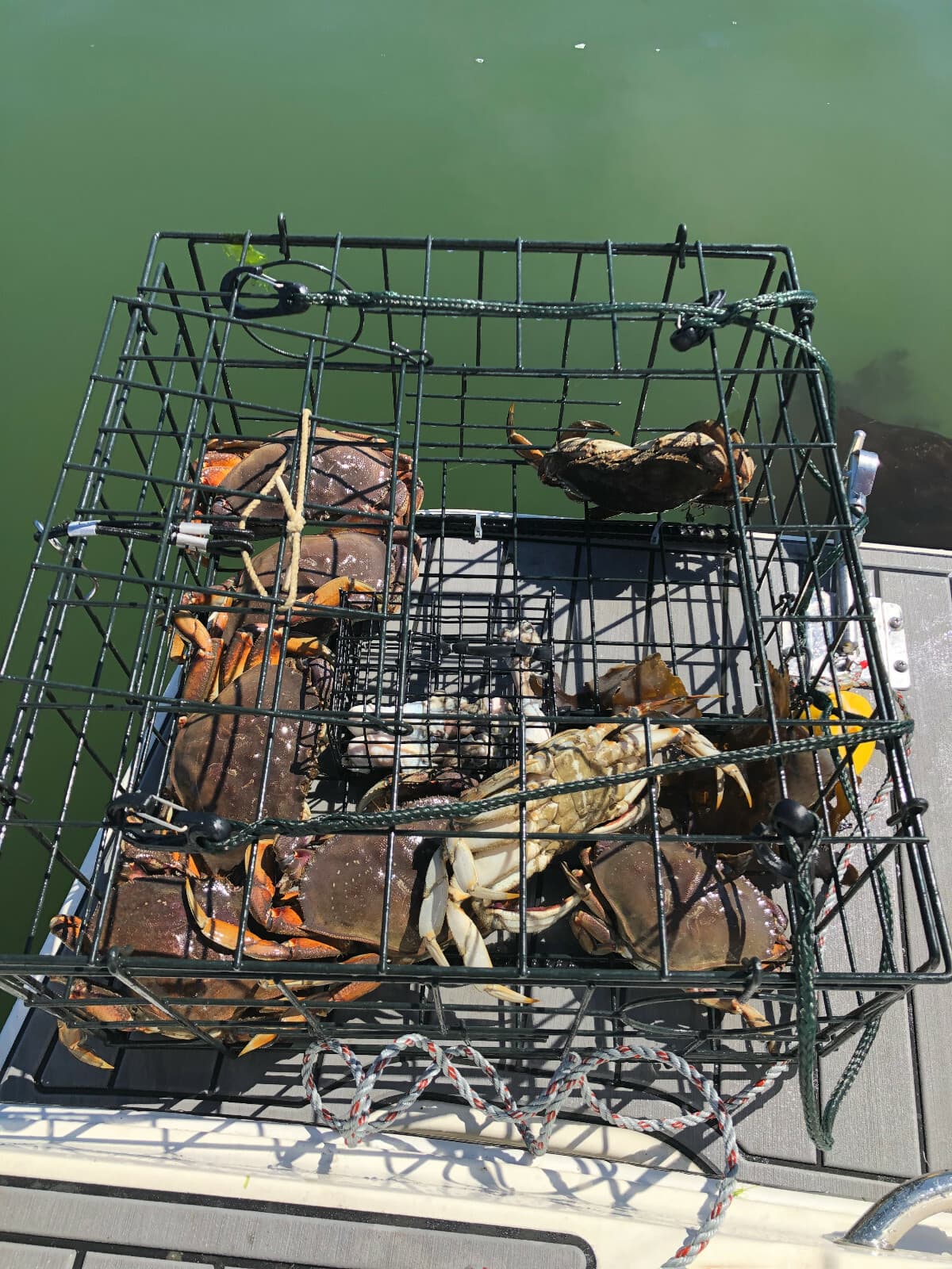 Uncle Bob's USA Bait Sauce, Crab, Shrimp, 100% Natural, Attractant Bait Oil 64oz 4