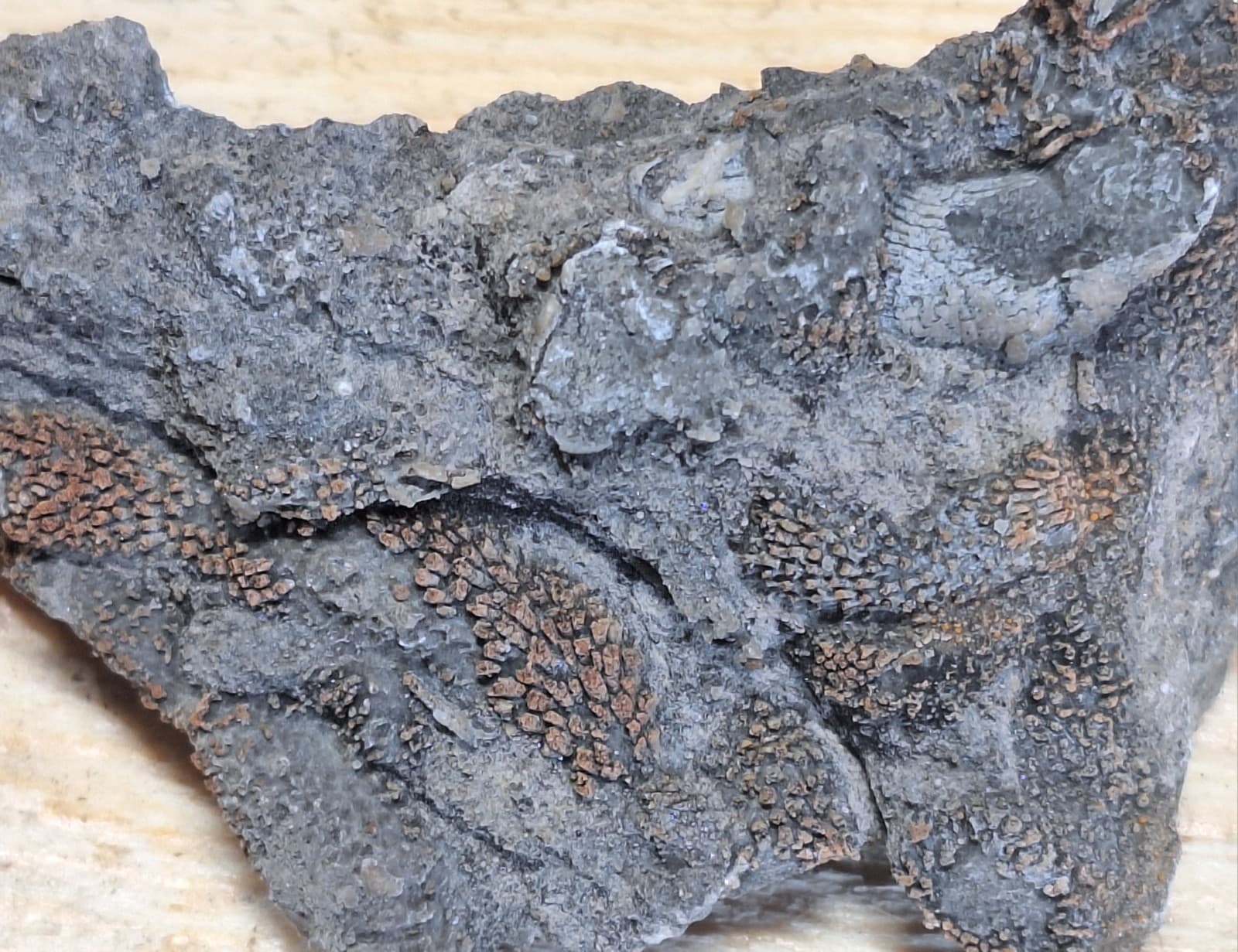 Incredible Detail Fossil Favosite Coral In Limestone Devonian Period Michigan