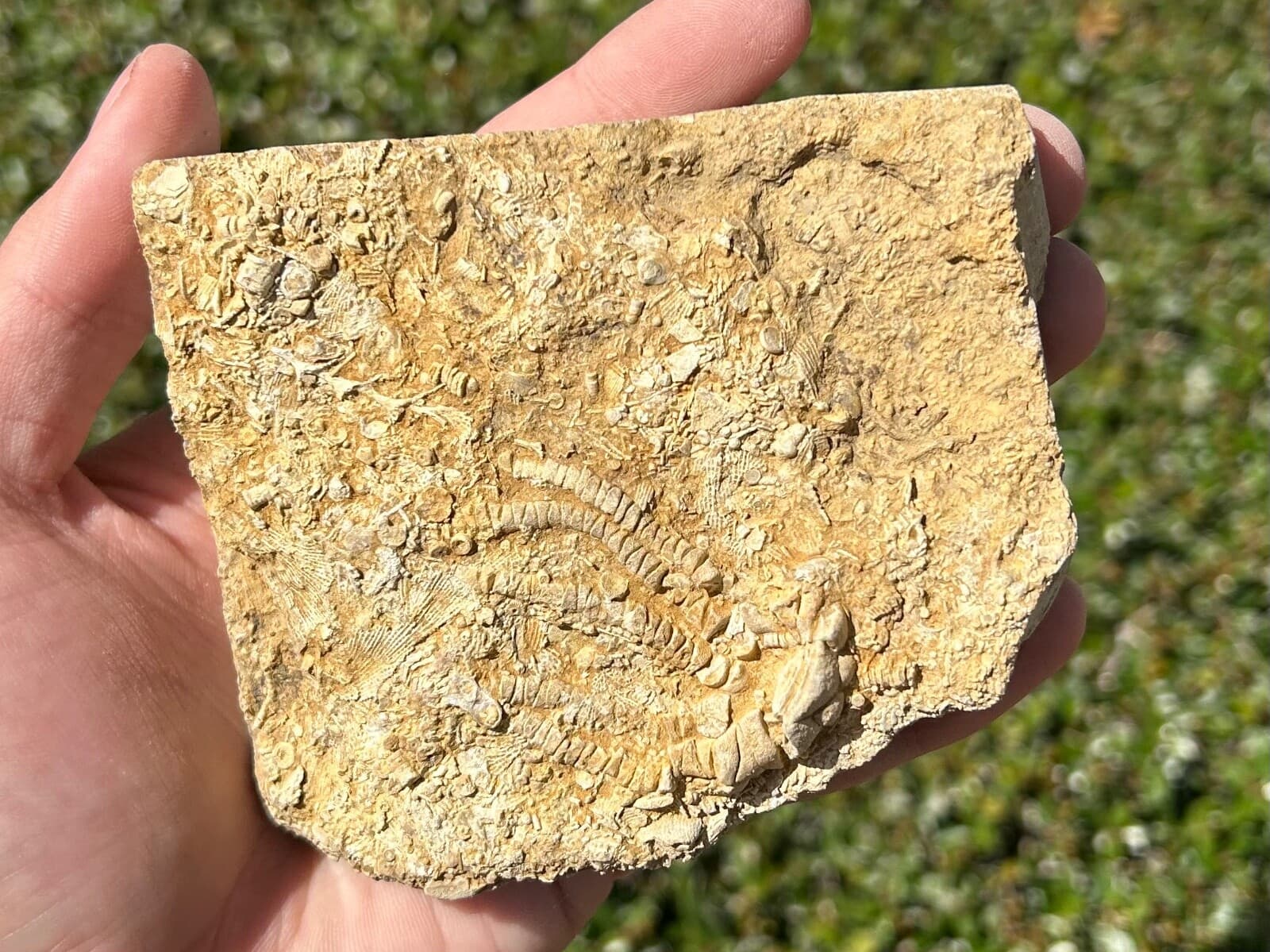 Alabama Fossil Crinoid in Matrix Oklahomacrinus Bangor Limestone Formation 2