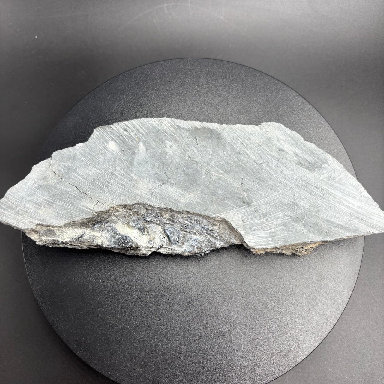 Rhinopteraspis dunensis fossil fish - Devonian Germany - 23 cm 5