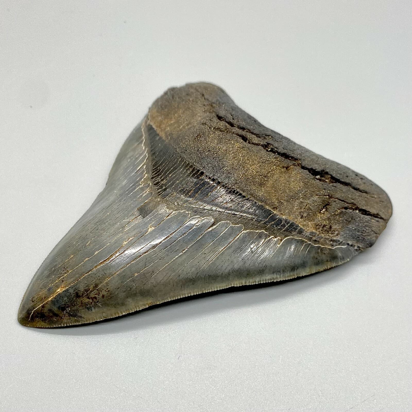 Awesome Shape/High Quality 4.40" Sharply Serrated Fossil MEGALODON Shark Tooth 3