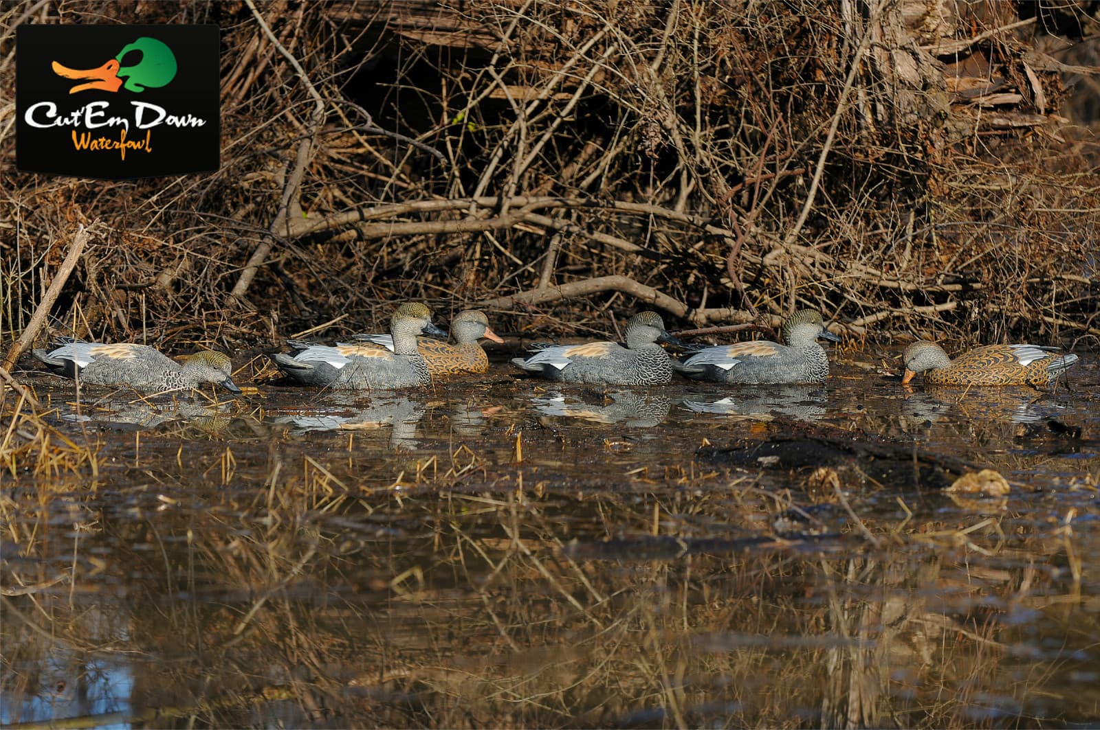 NEW AVERY GREENHEAD GEAR GHG PRO GRADE PG LS GADWALL FLOATER DUCK DECOYS 6 5