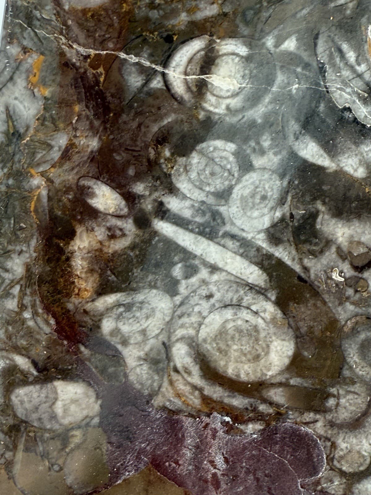 11.5”x9” Hand Carved Fossil Plate Orthoceras & Ammonite Fossil 400 Mil Yrs. 6