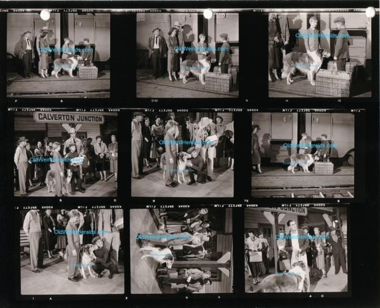 JEFFS COLLIE PHOTO #44 Lassie TV 1956 CBS CONTACT PRINT SHEET Orig, TOMMY RETTIG