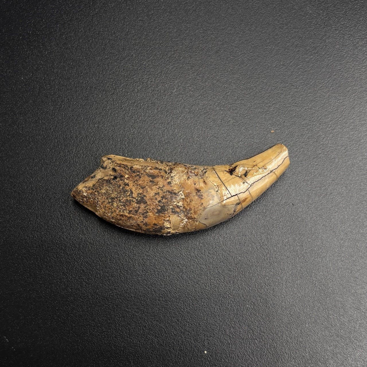 Rare Fossil Tooth - Amphicyon giganteus - Miocene “Bear-Dog” - Bosnia - 6 cm 4