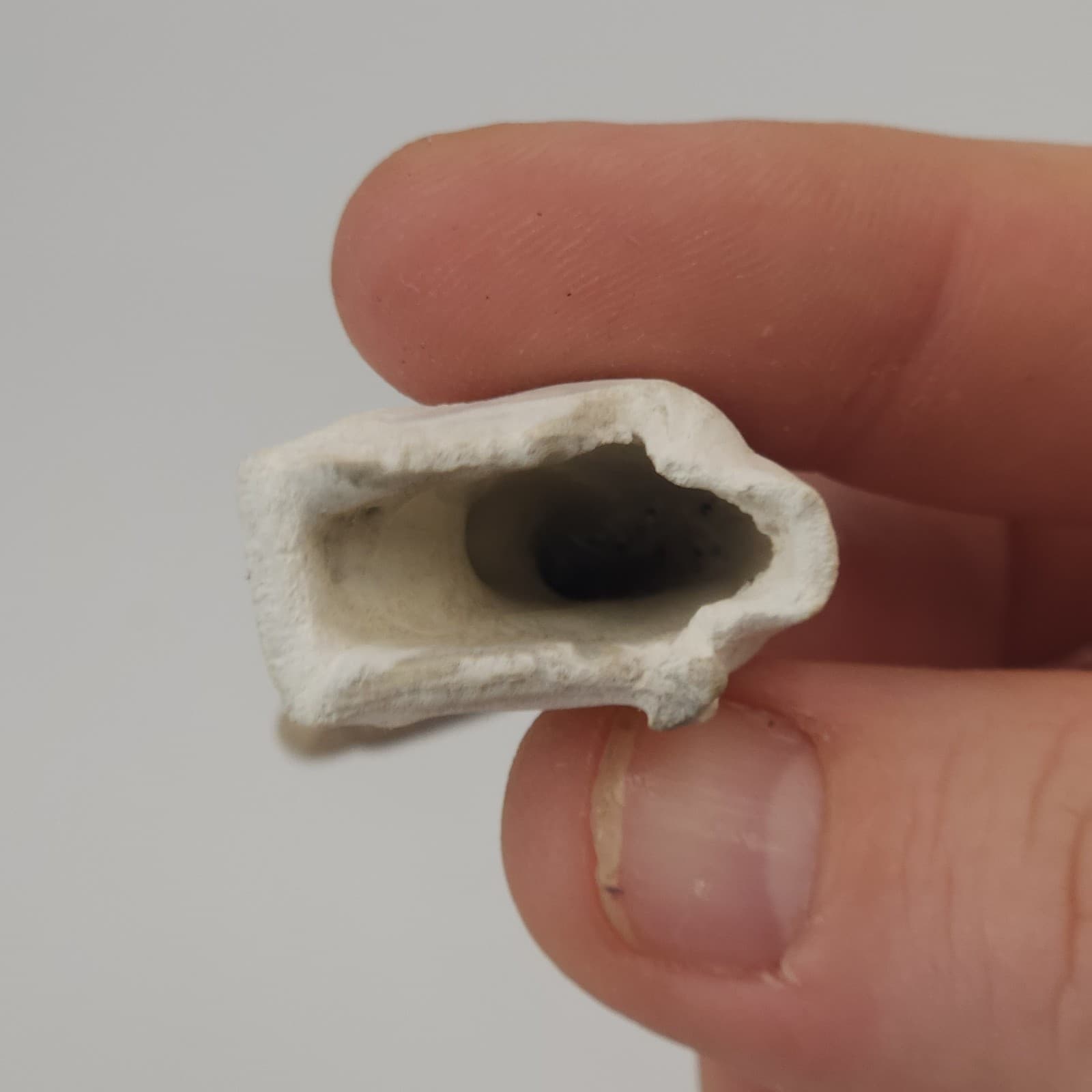 Crab Claw Fossil - Florida  5