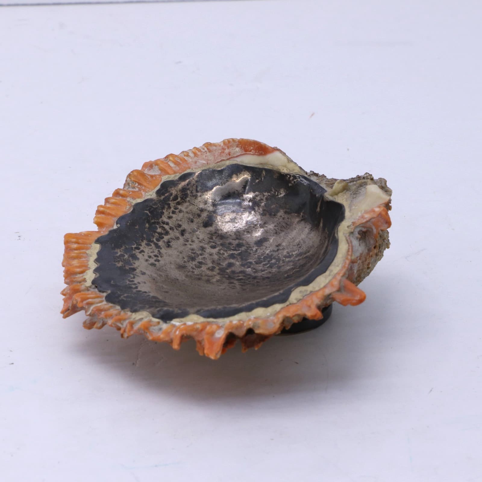 Graziella Laffi 925 Peru Red Spiney Oyster Shell with Sterling Silver Lining