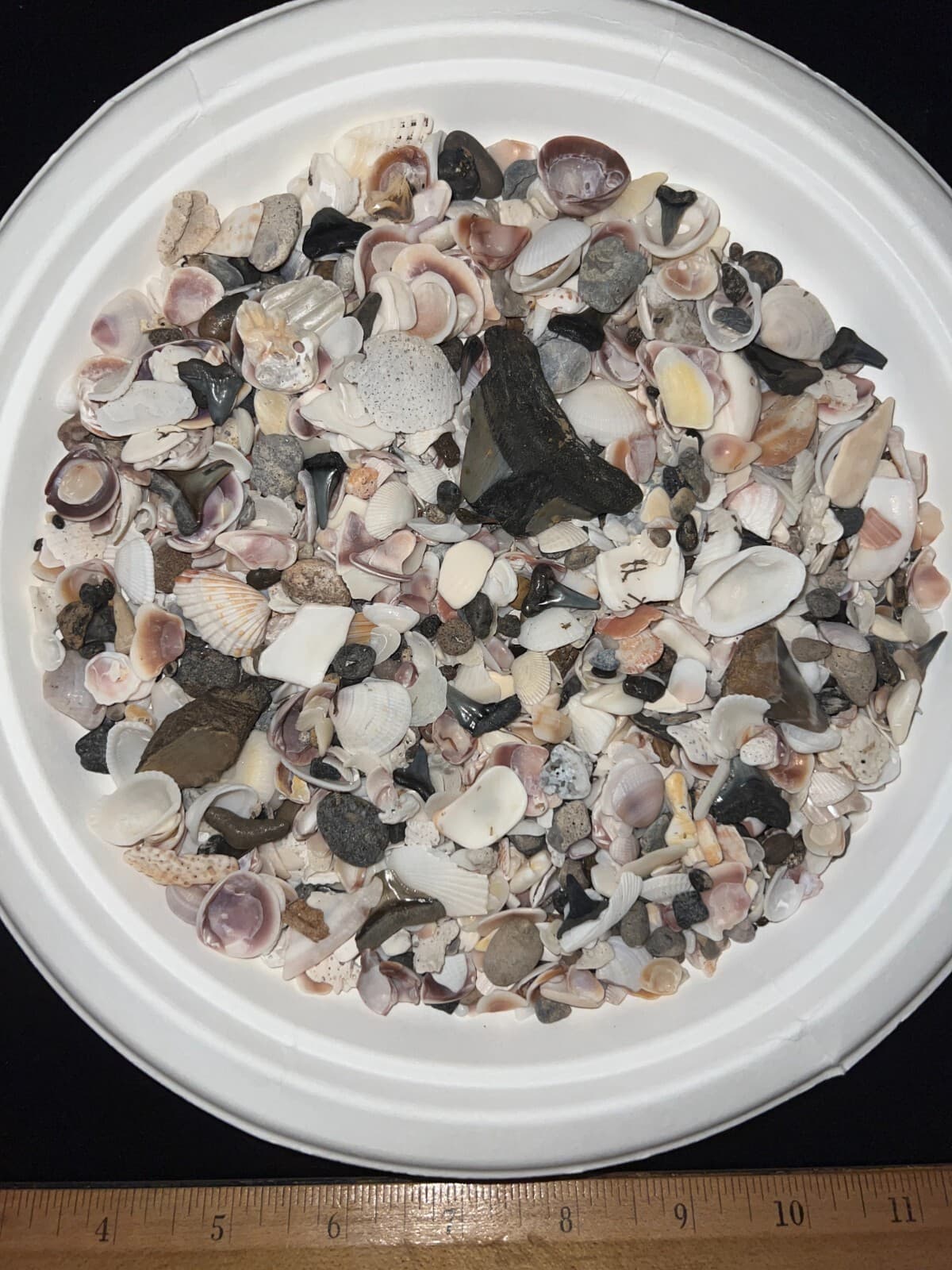 MEGALODON BEACH Shark Tooth Dig Kit with Real Fossil Shark Teeth Lot + ID Sheet! 4