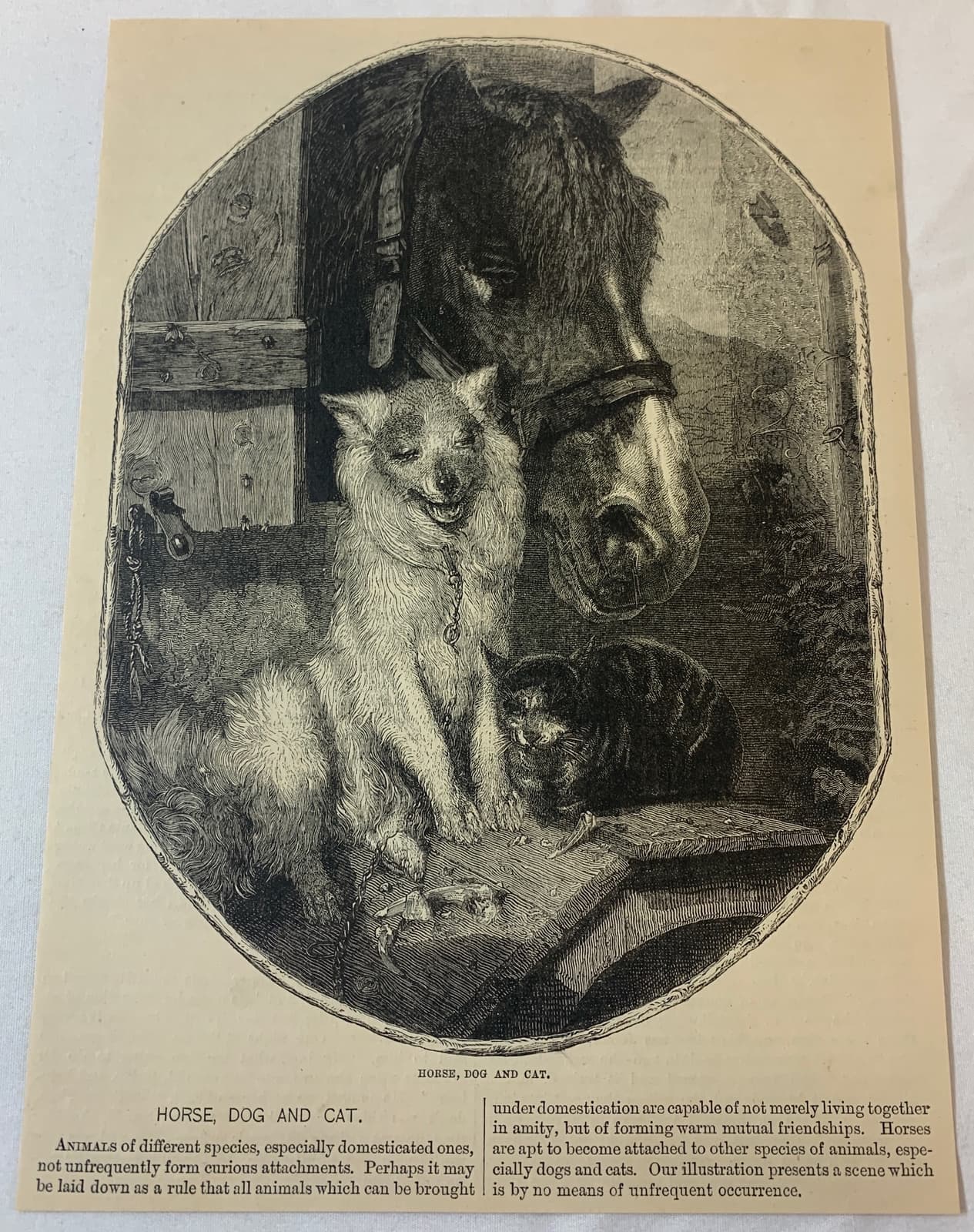 1879 article with engraving ~   HORSE, DOG AND CAT