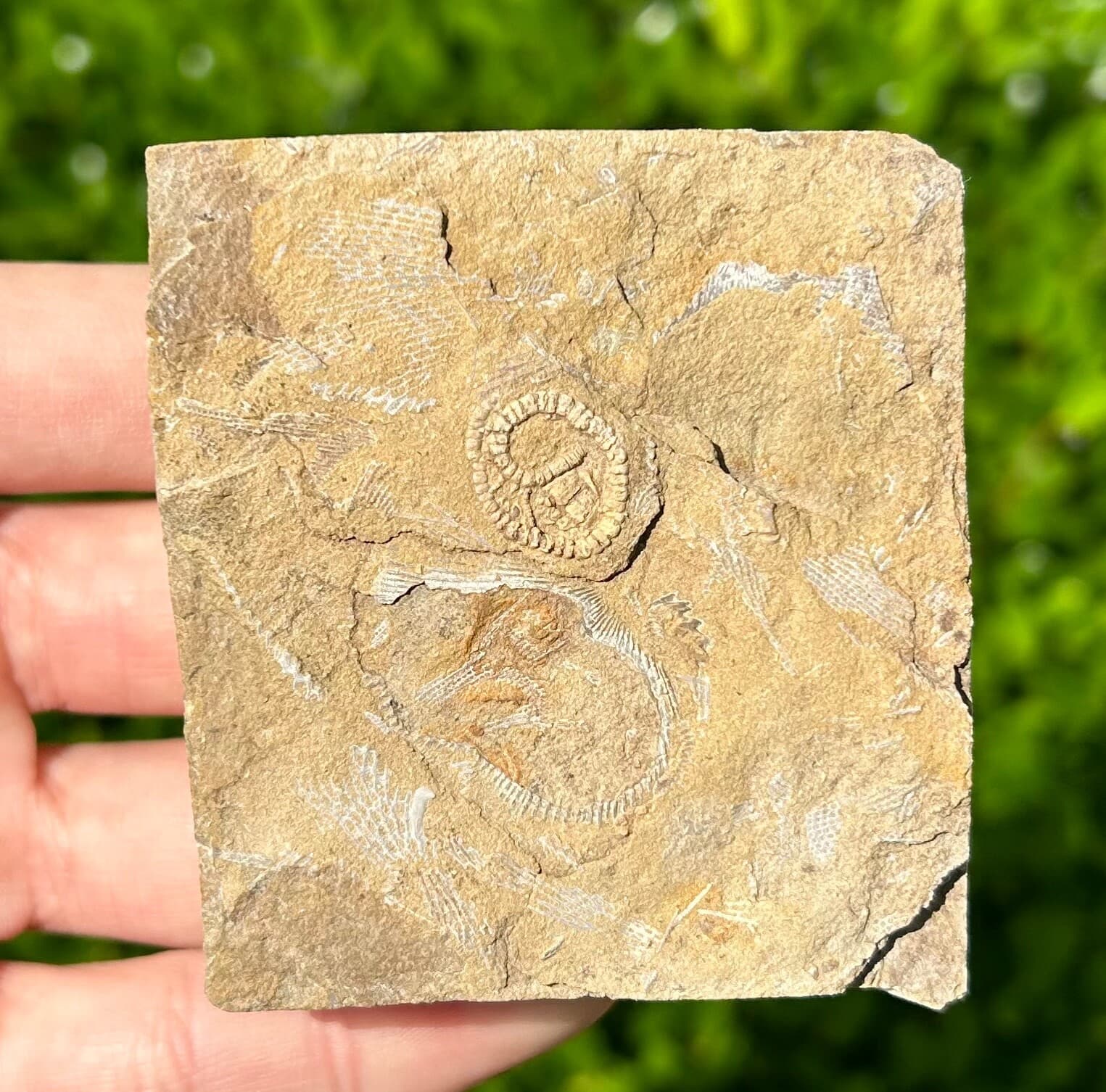 Rare Fossil Crinoid in Matrix Camptocrinus alabamensis Alabama Bangor Limestone 2