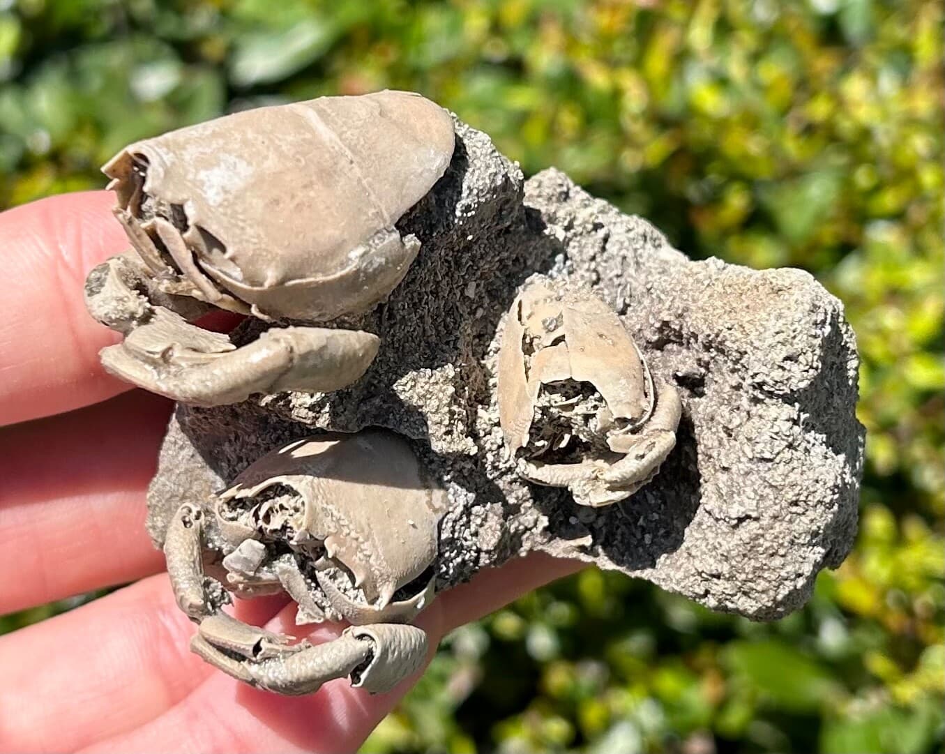 TRIPLE Florida Fossil Crabs in Matrix Ranilia muriceta Pliocene Crustacean Rare 2