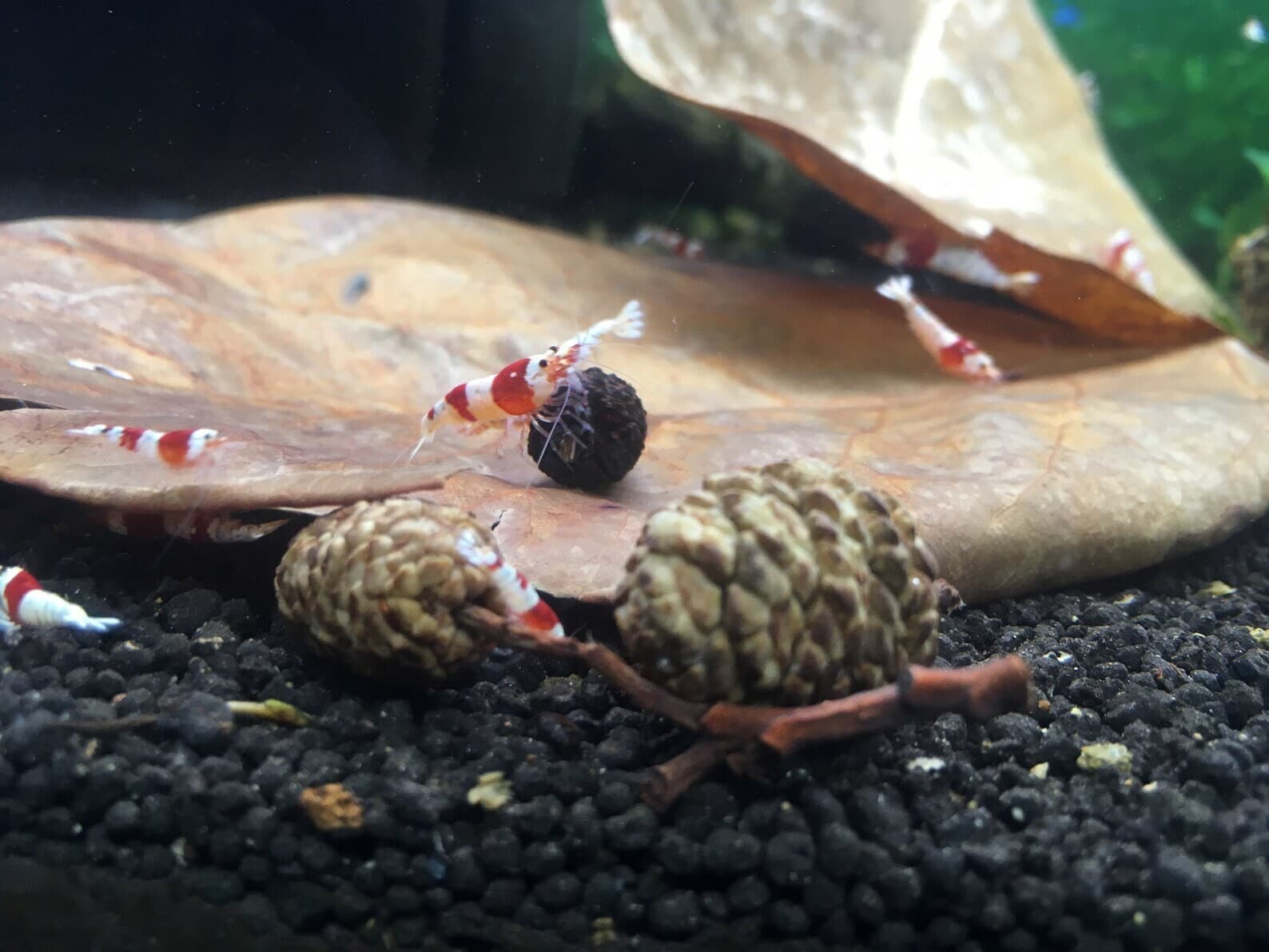 Large Indian almond leaves 7inch-10inch Catappa, Ketapang for shrimp Beta Fish 5