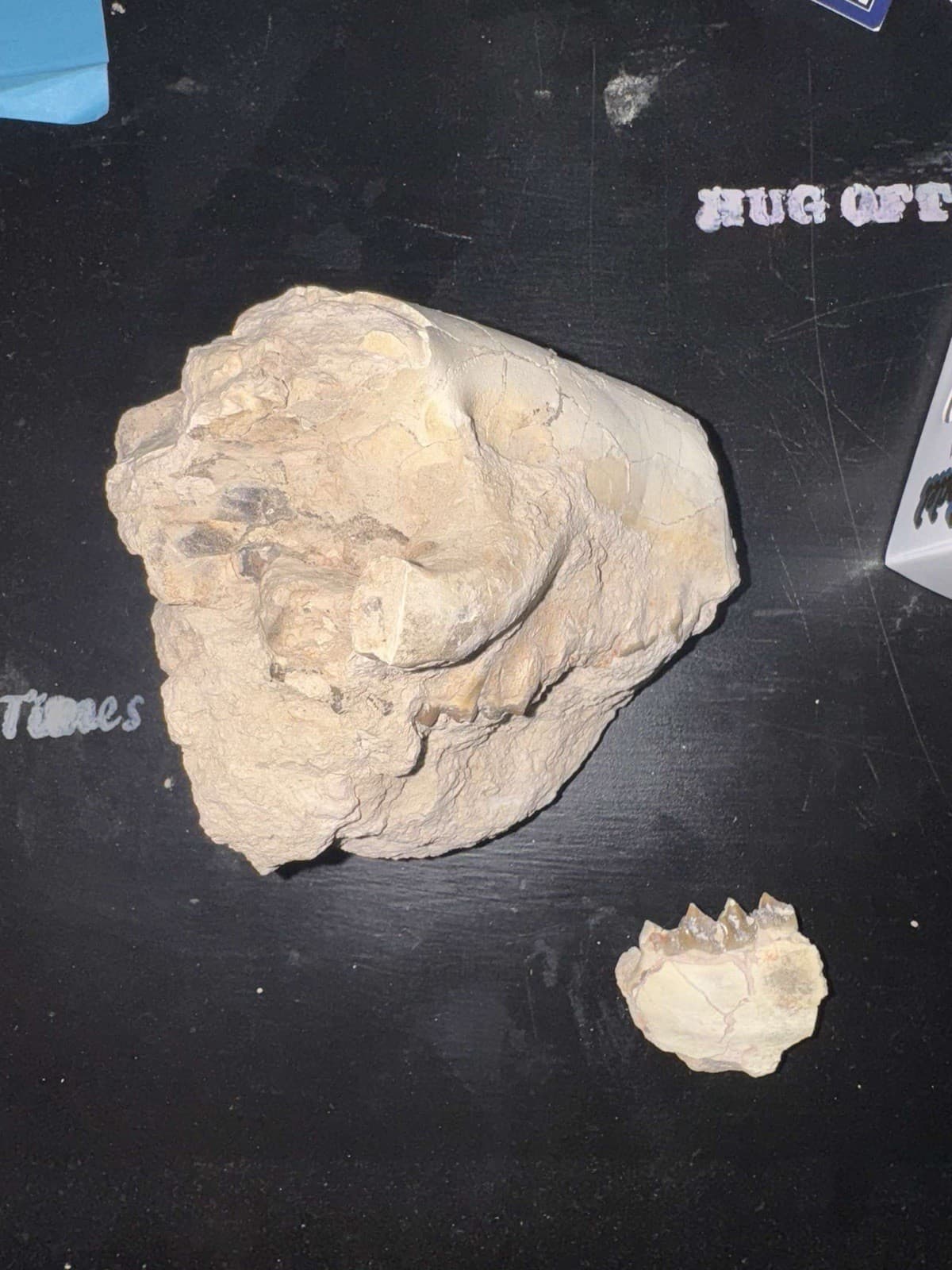 oreodont skull