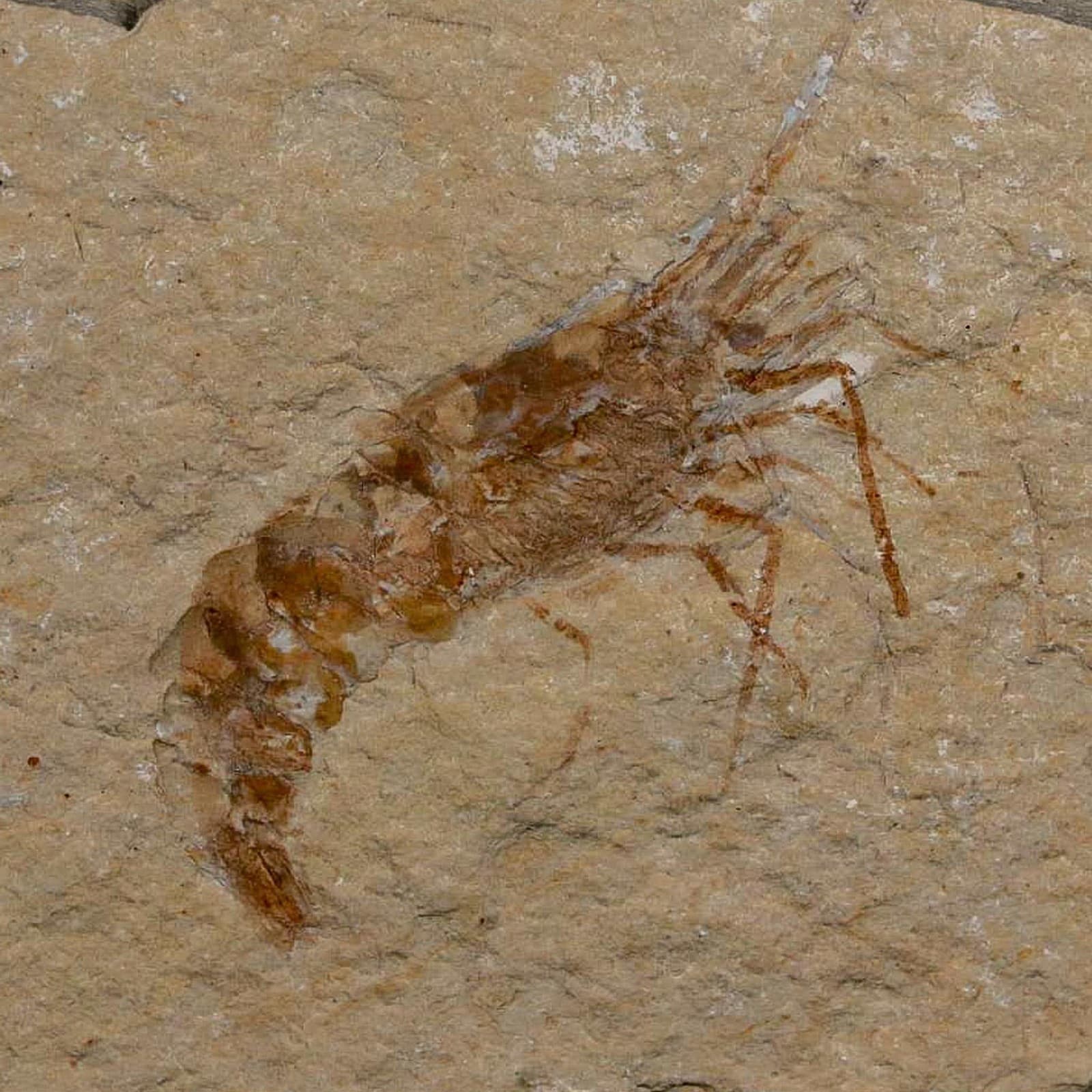 1.7" Fossil Shrimp Carpopenaeus Cretaceous Age 100 Mil Yrs Old Lebanon COA