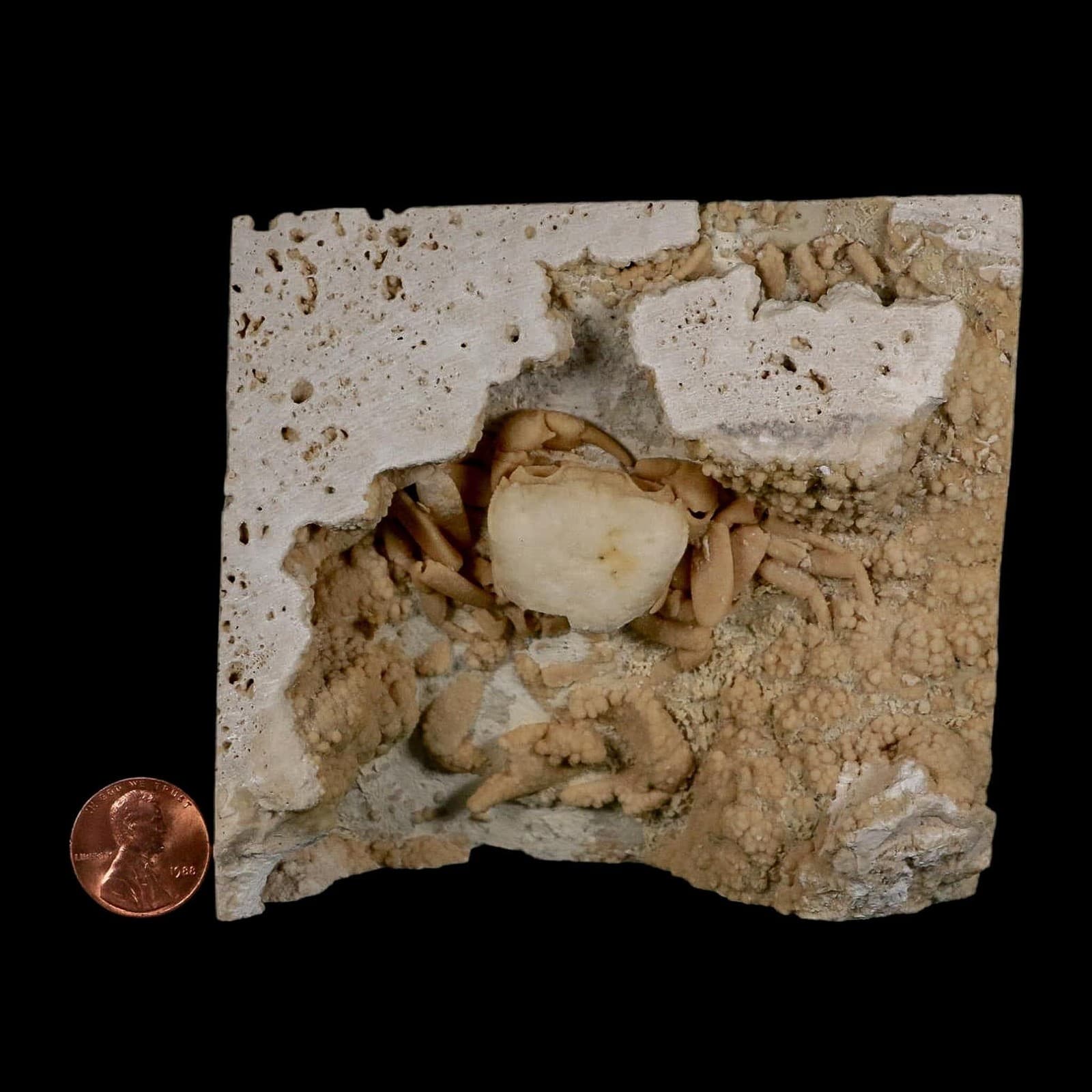 2.7" Potaman Sp Fossil Freshwater Crab In Travertine Denizli Basin Southwest 3