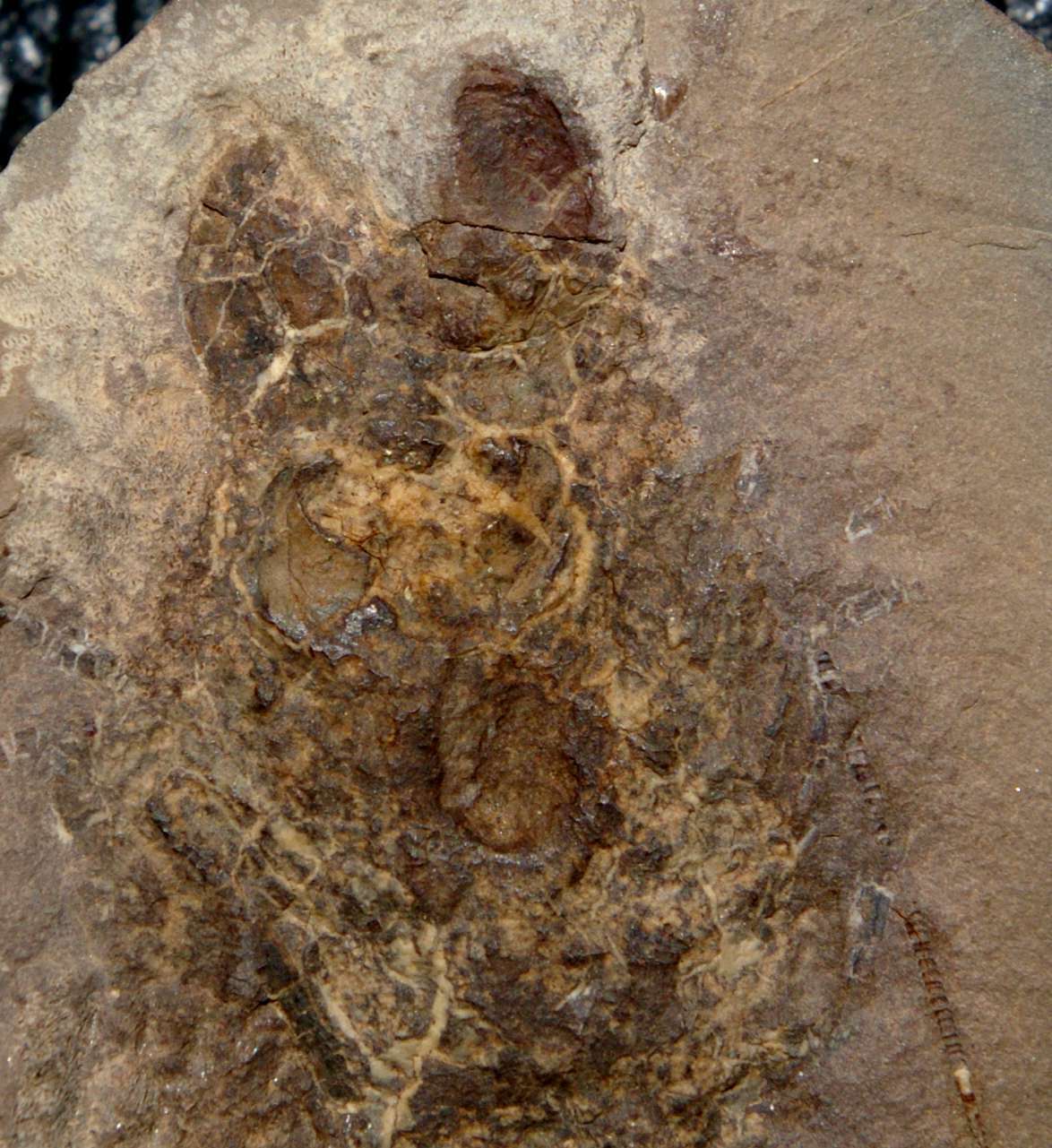 Very rare, big Carboniferous fossil crustacean - Anthracaris sp 4