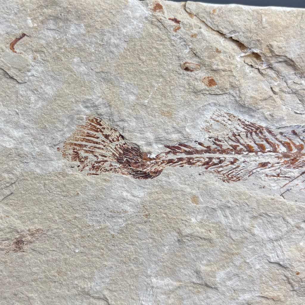 Coccodus insignis fossil fish - Cretaceous Cenomanian, Lebanon - rare slab 19 cm 4