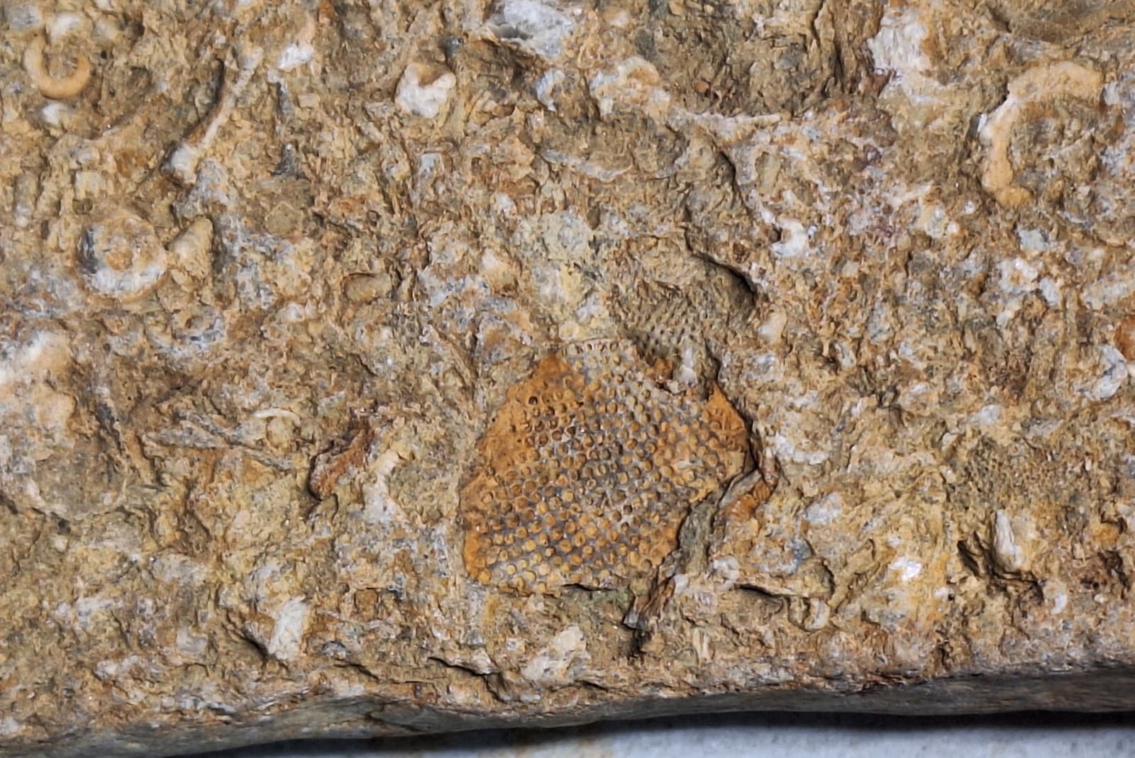 Fossil Hash Plate Brachiopod Coral Crinoid In Limestone Devonian Period Michigan 6