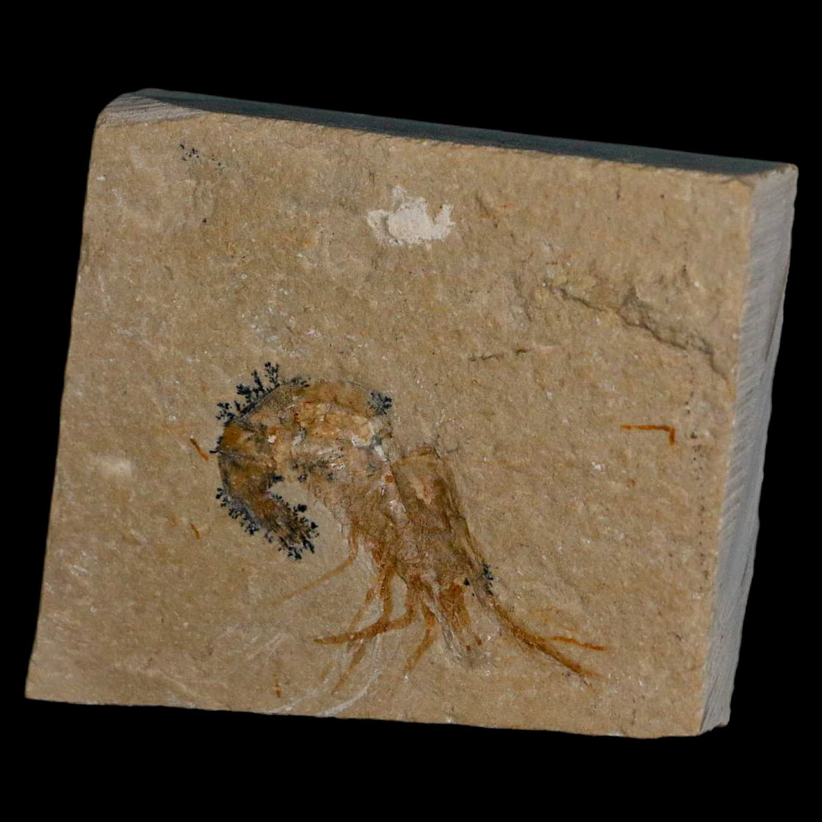 1.6" Fossil Shrimp Carpopenaeus Cretaceous Age 100 Mil Yrs Old Lebanon COA 5