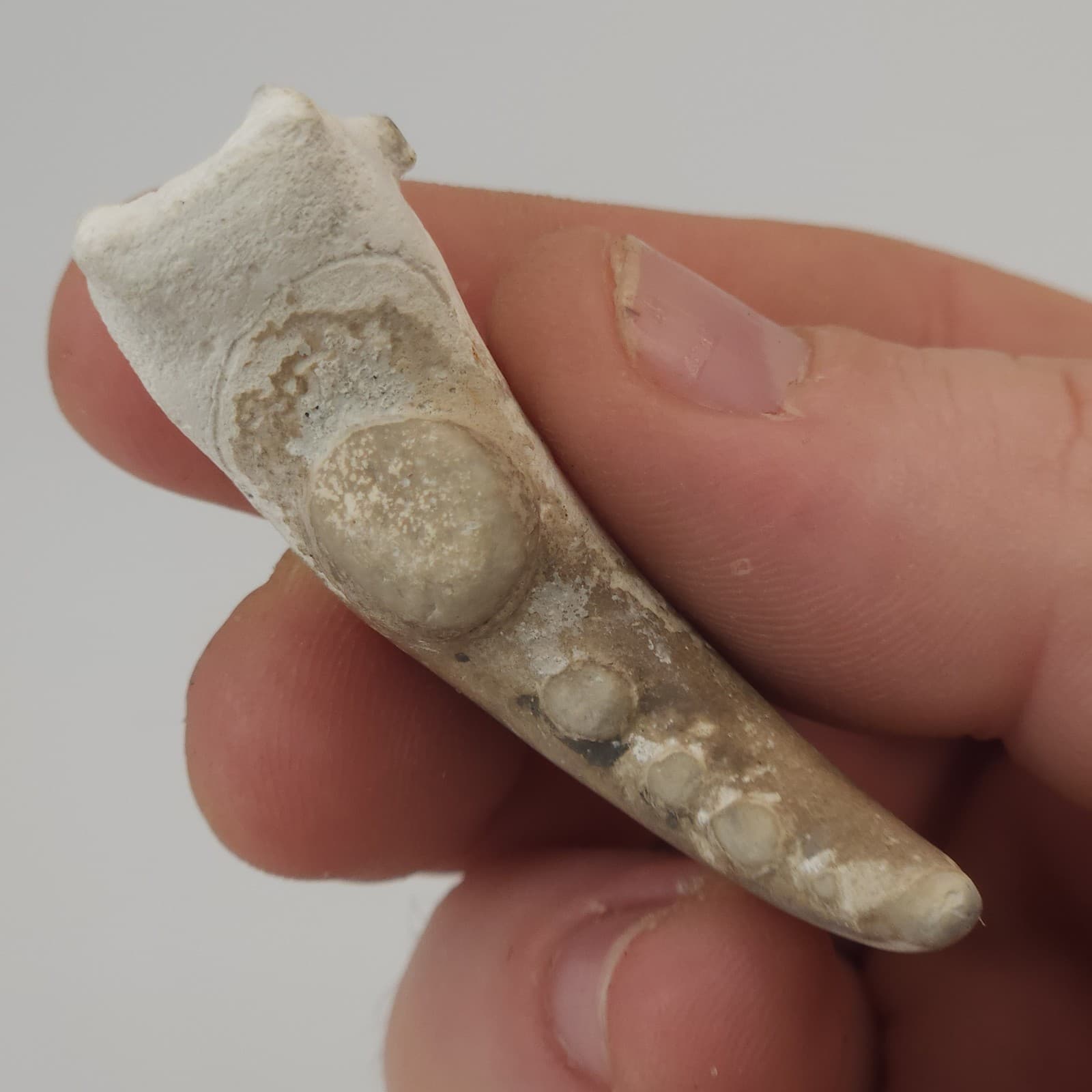 Crab Claw Fossil - Florida  4