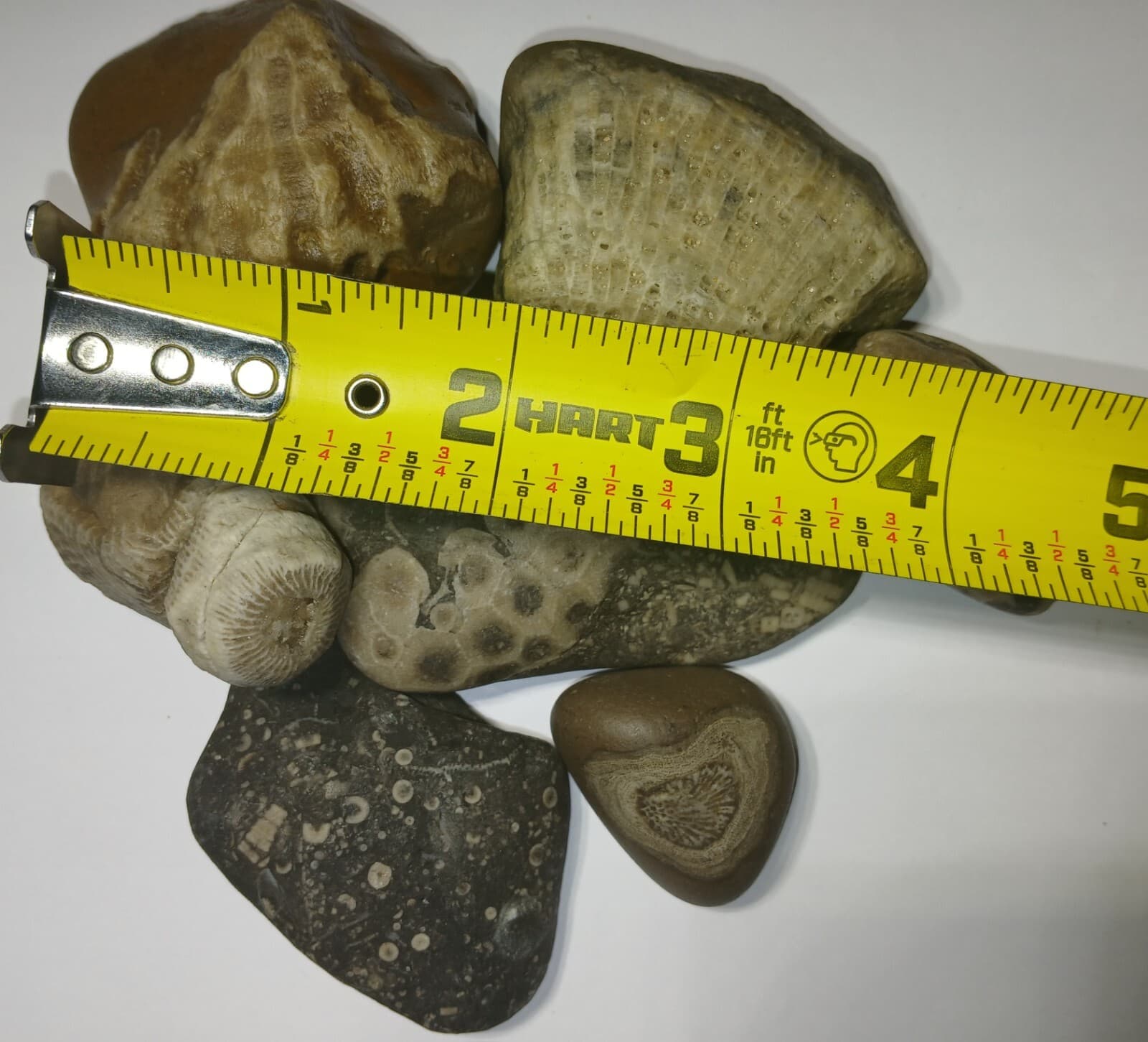 Fossil Mix 1 Pound Natural Michigan Unpolished Great Lakes Rock Assortment  2