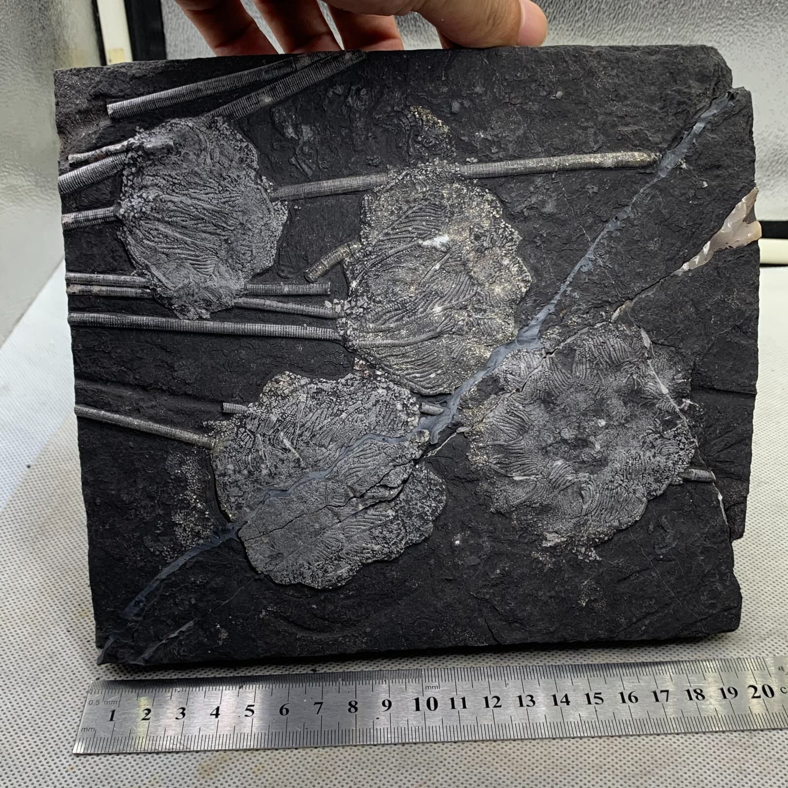 2120 grams of fossils of crinoid from the Guanling Biota in Guizhou 5