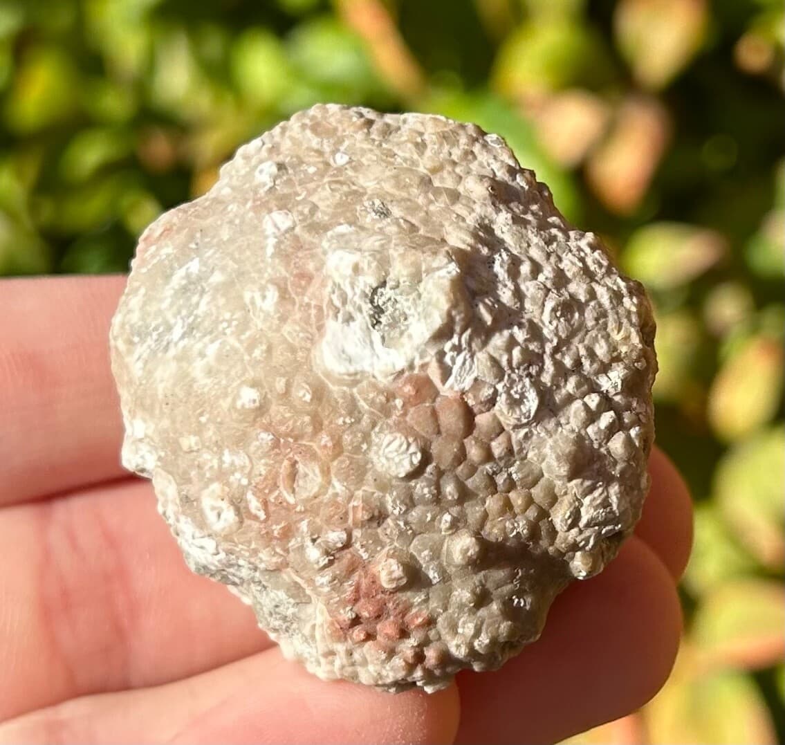 BIG Megistocrinus rugosus Crinoid Fossil Michigan Devonian Alpena Limestone