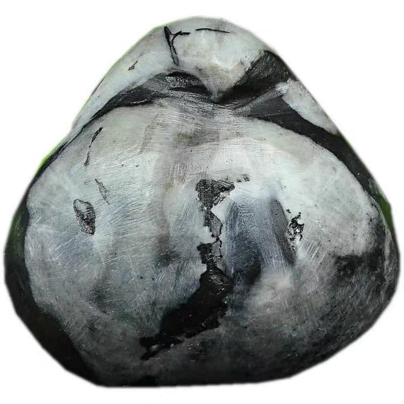 RARE prehistoric Jurassic Period invertebrate Stringocephalus fossil 5