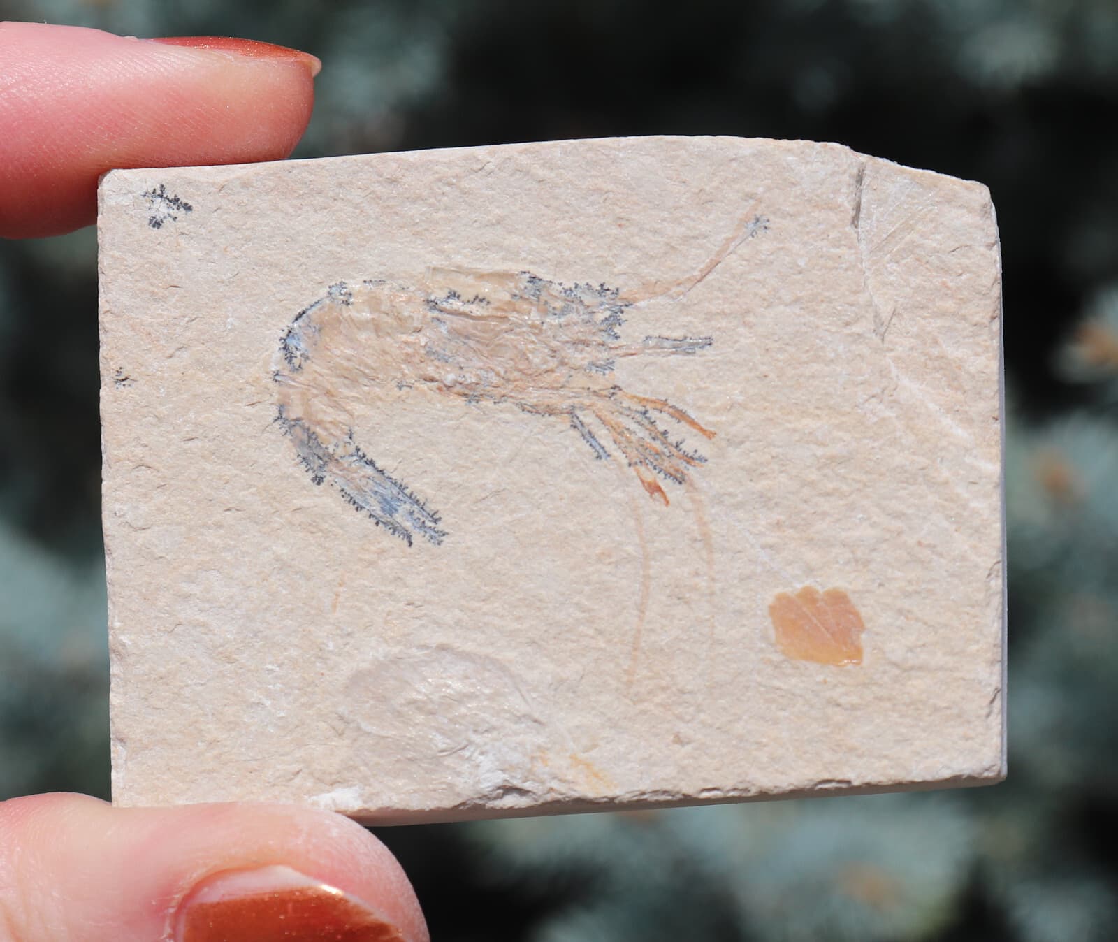 Fossil Shrimp From Solnhofen Germany - 150 MILLION YRS OLD  JURASSIC 6.0 Cm's 2