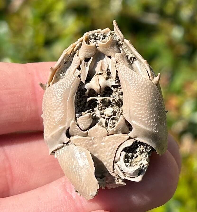 Fossil Crab Ranilia muriceta Florida Pliocene Crustacean Intracoastal Formation 5