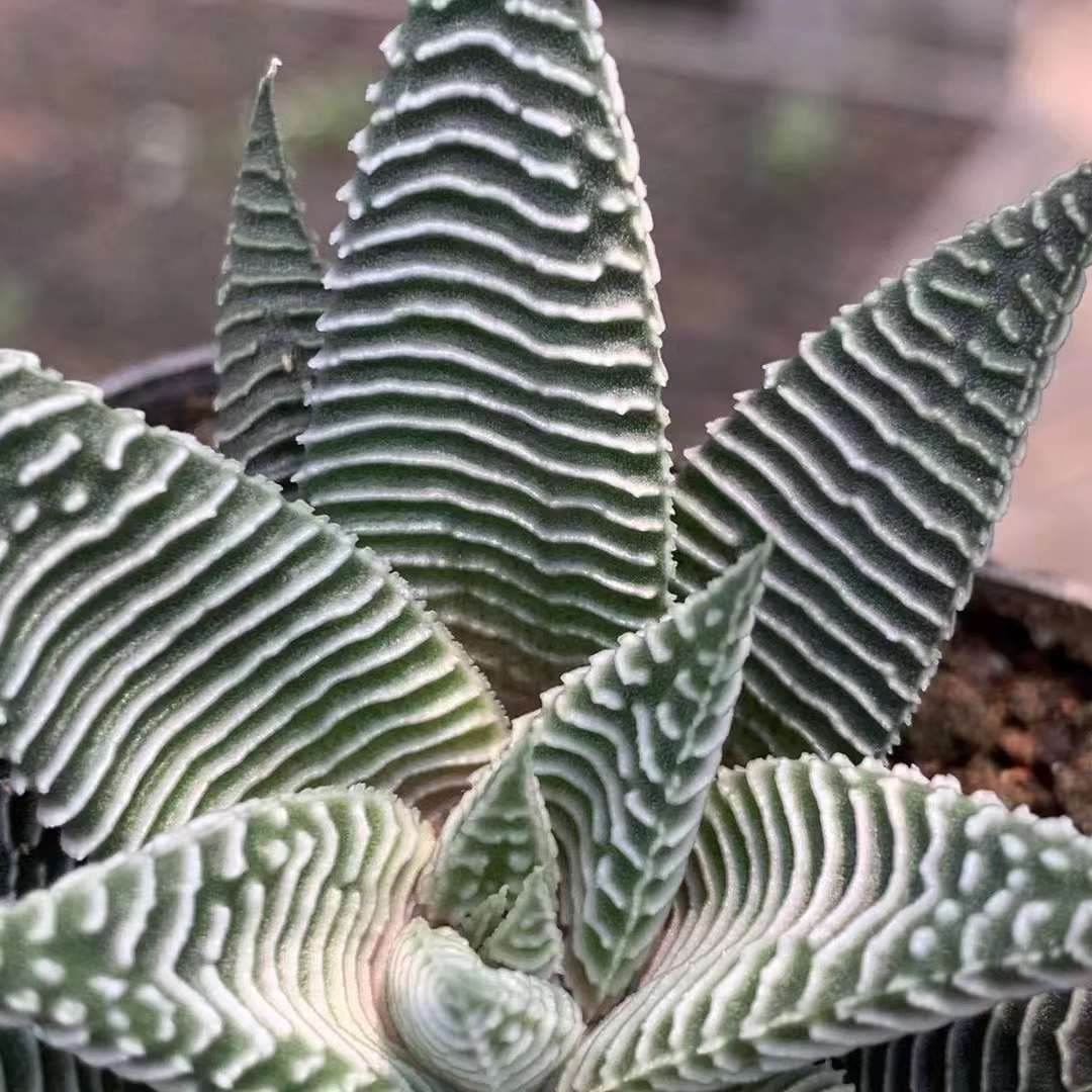 Haworthia limifulia var striata Rareexotic succulent plant aloe garden 5-7CM 3