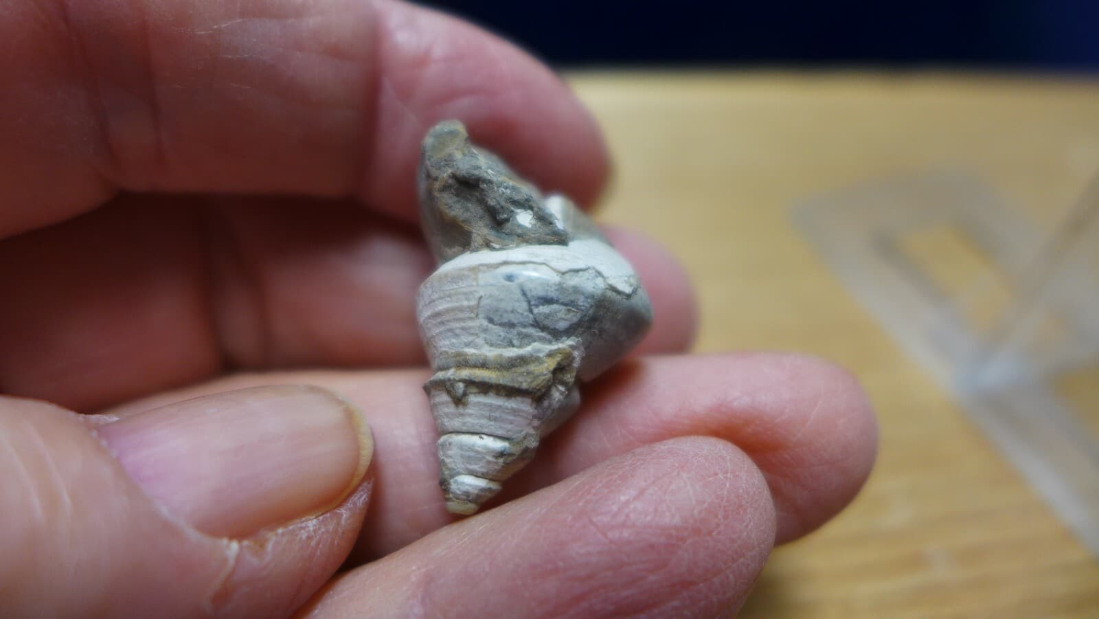 GEOLOGICAL ENTERPRISES Pliocene fossil gastropod, shell, Charonia sp. Italy 2