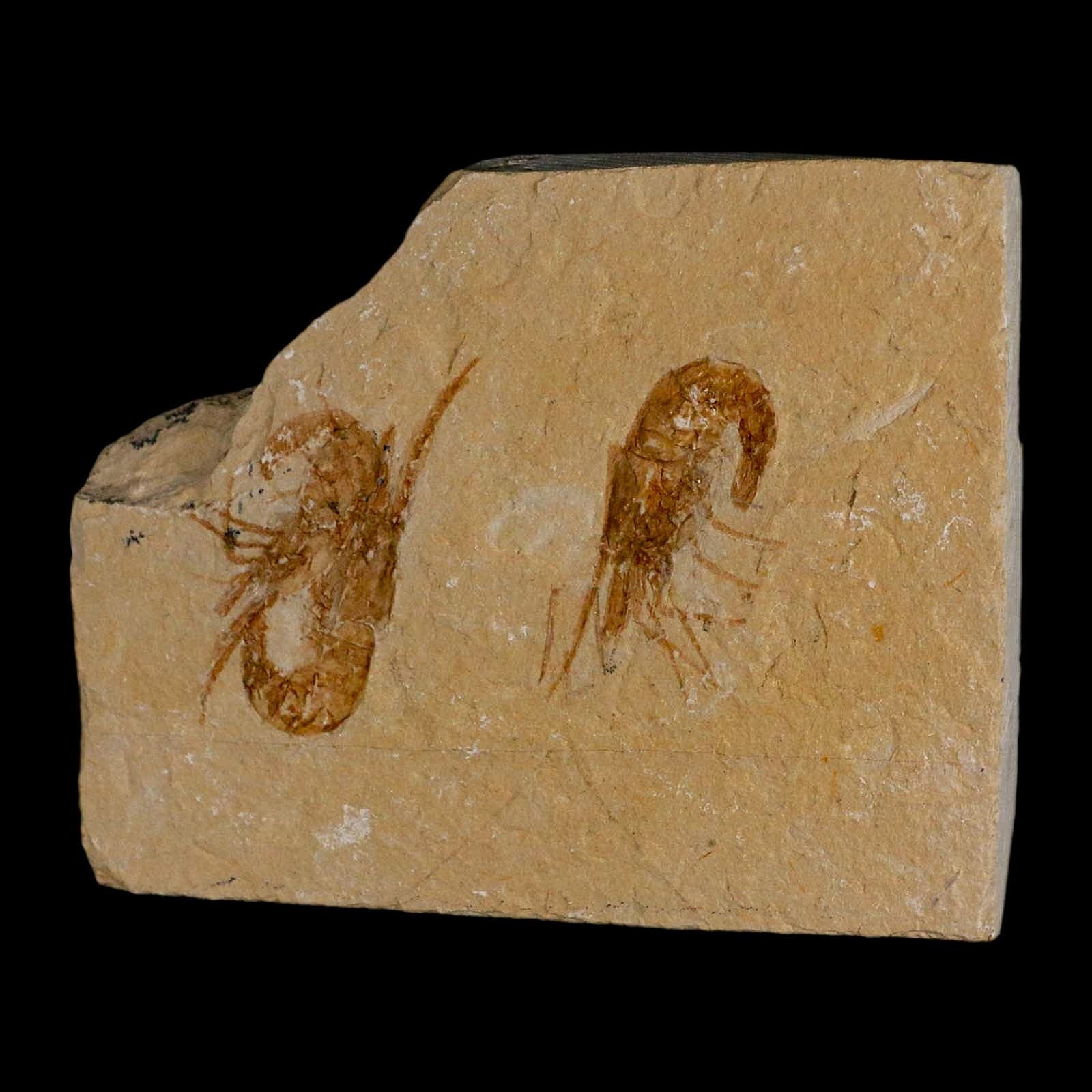 2 Two Fossil Shrimp Carpopenaeus Cretaceous Age 100 Mil Yrs Old Lebanon COA 6