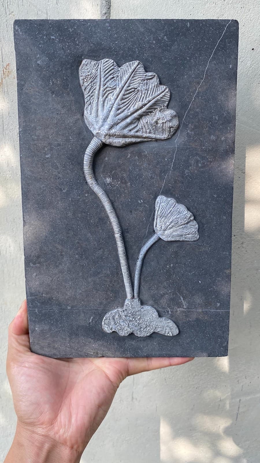Unique and authentic paleontological fossil, sea lily fossil A701 3