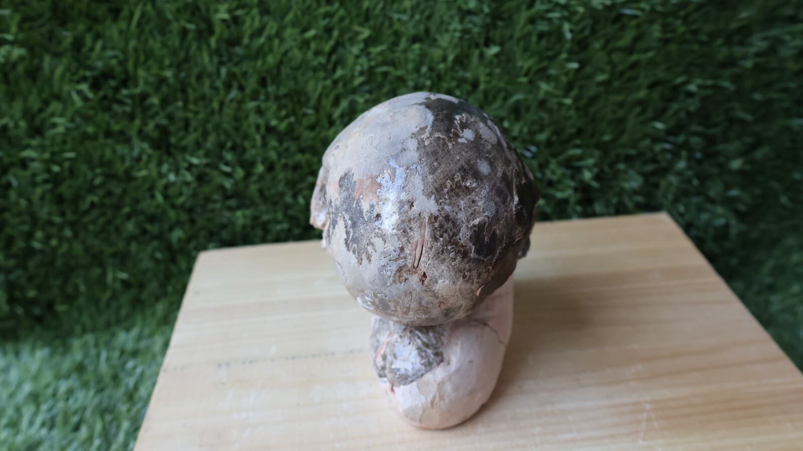 3.5 inch Ammonite Nice Fagesia Ammonite Fossil Moroccan fossils N187 3