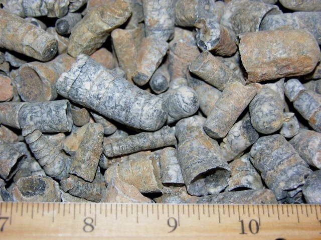Orthoceras fossils Ordovician/Triassic 400 million years 1/2 pound 20 plus piece 4