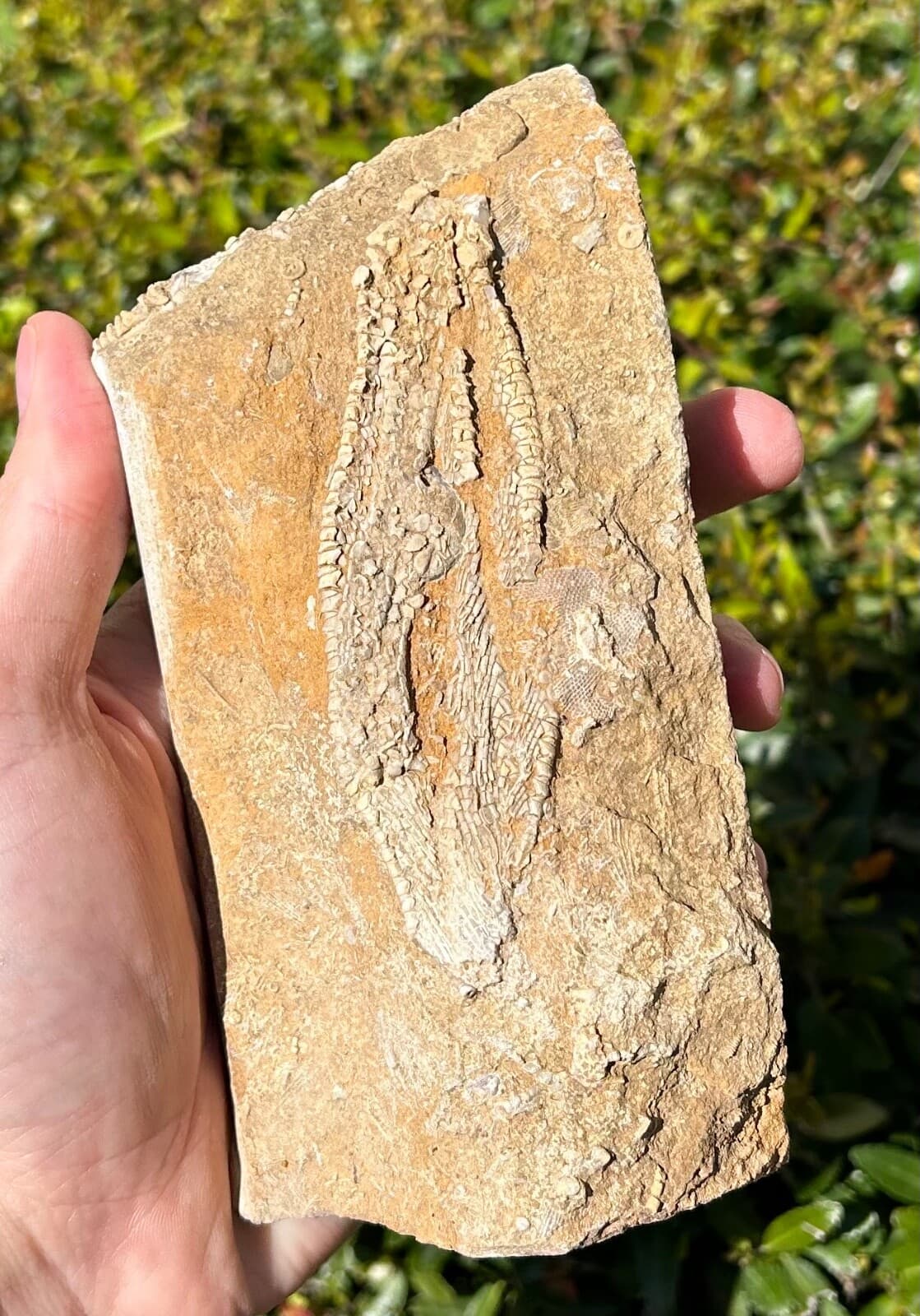 Alabama Fossil Crinoid in Matrix Phacelocrinus Bangor Limestone Formation 4