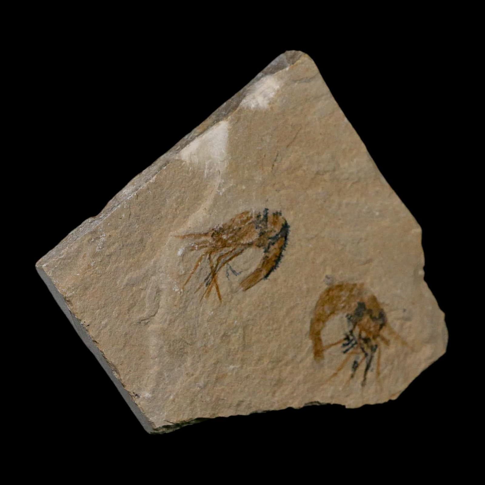 2 Two Fossil Shrimp Carpopenaeus Cretaceous Age 100 Mil Yrs Old Lebanon COA 4