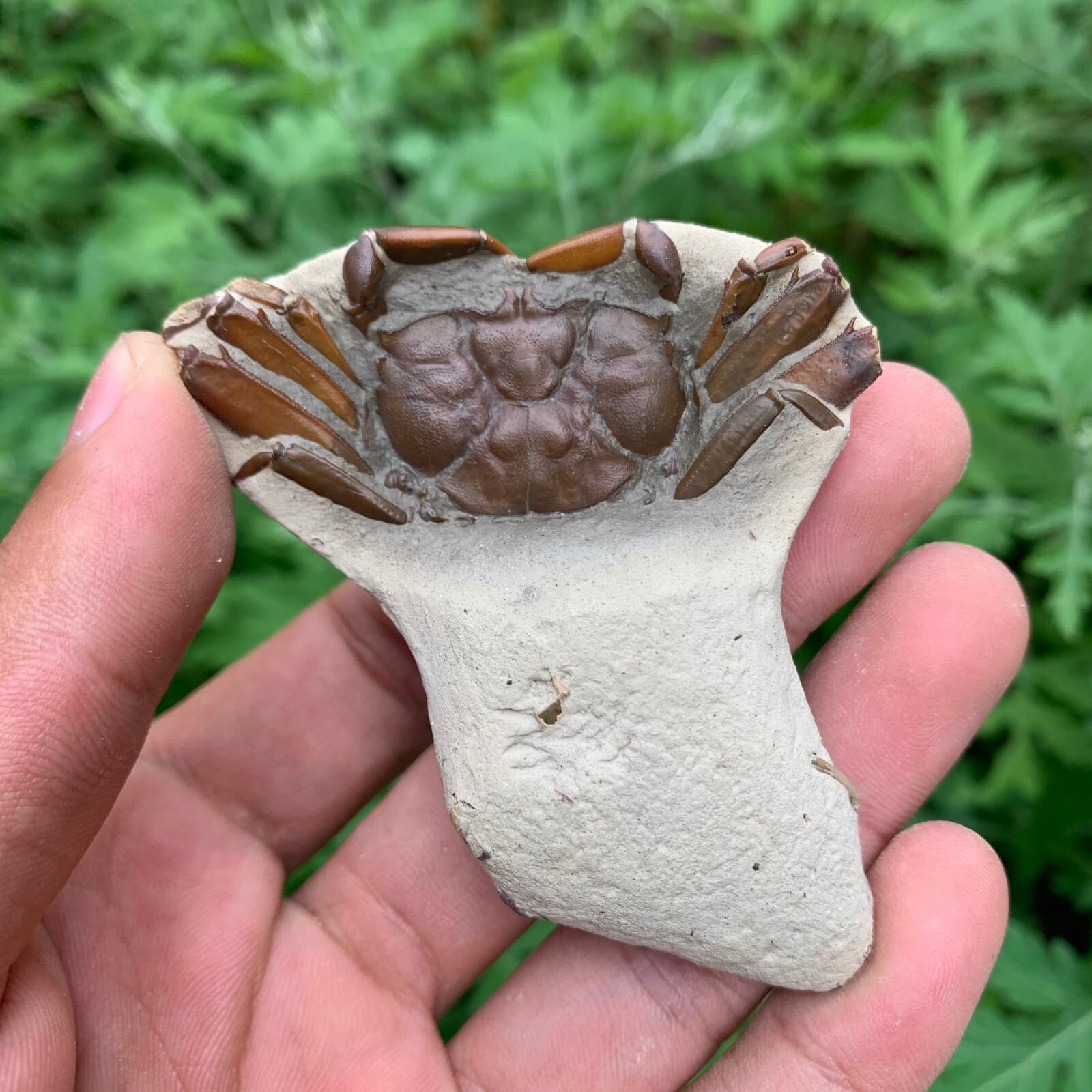 Jurassic Period Perfect Crab Fossil Dinosaur Age