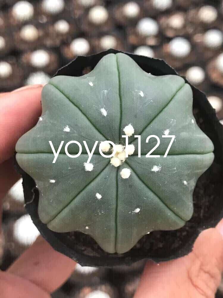 2PCS Astrophytum asterias star shap cactus Succulent plants Garden Bonsai 3-5CM 3