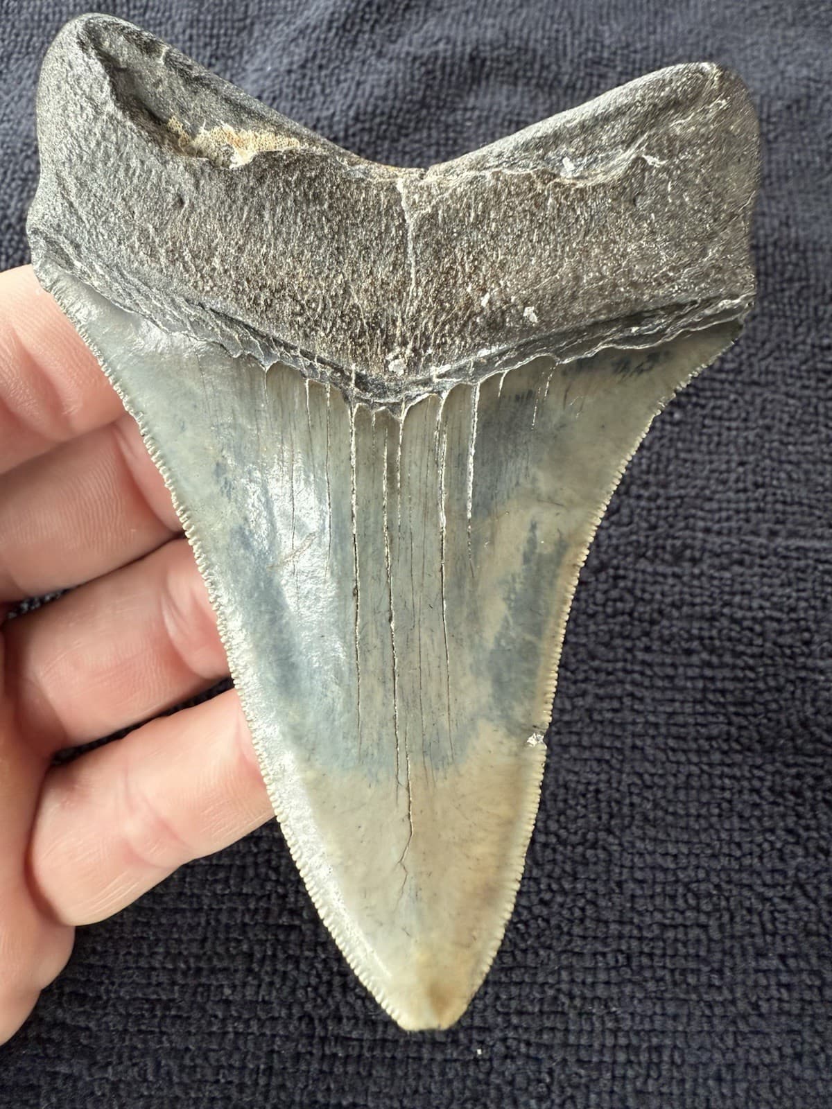 Fossilized Megalodon Shark  Tooth, 4.36” 4