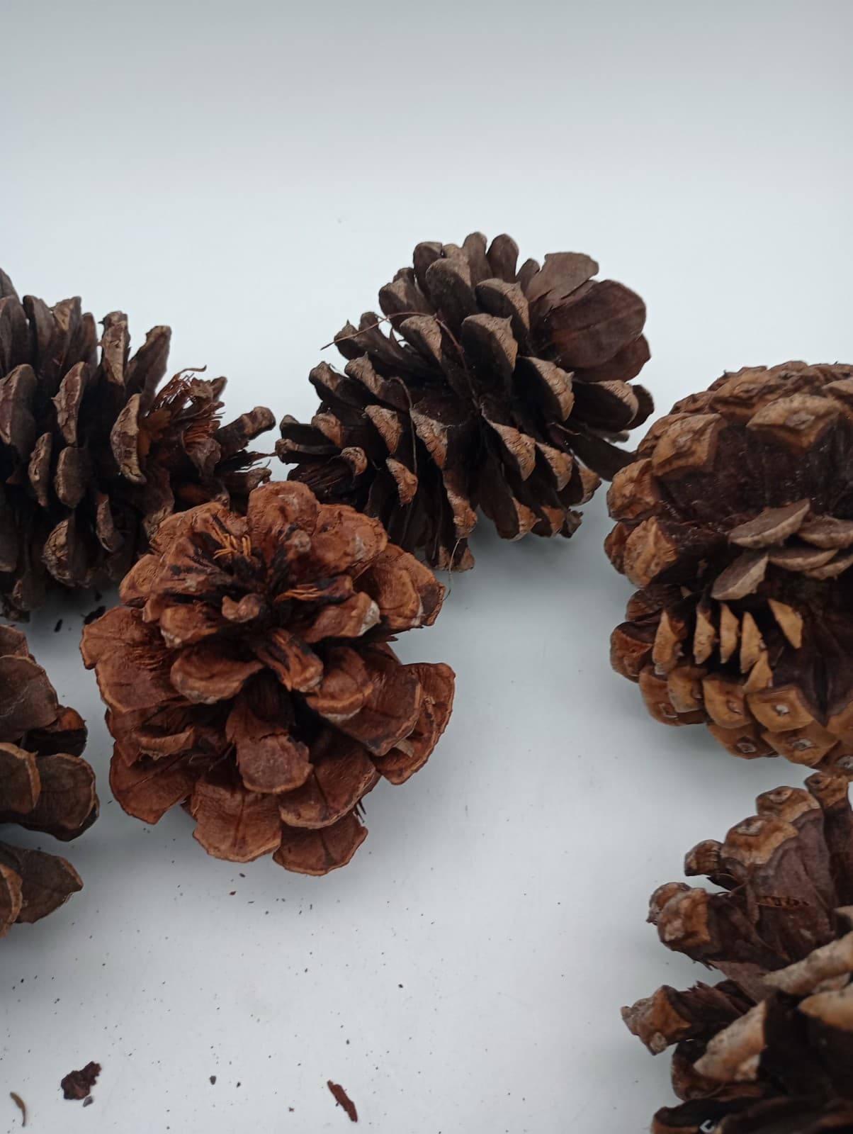 Lot of 15 All Natural Pine Cones 3 to 4" from Northern Arizona Tonto Forest 4