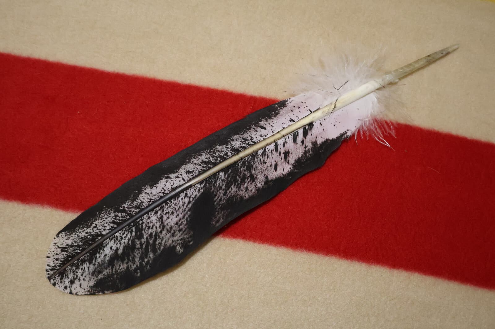 Native American-made Immature Bald Eagle Feathers Immature hand painted 3