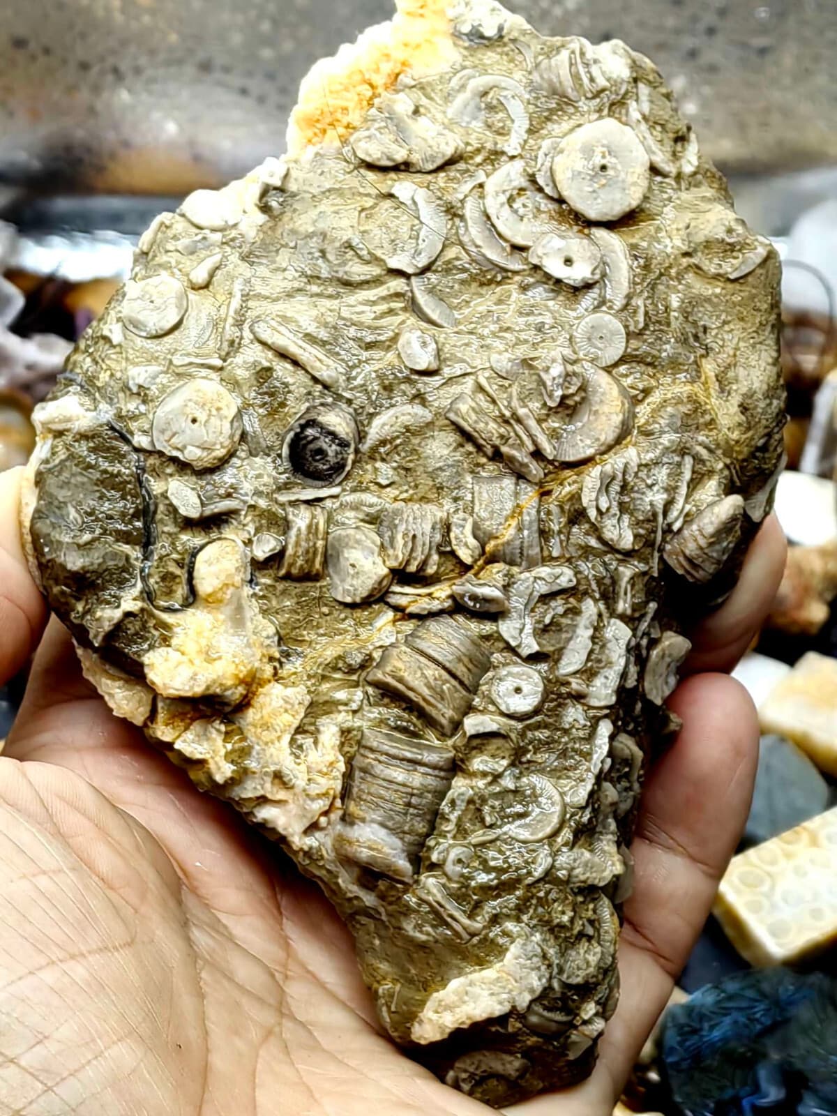 Natural Devonian prehistoric Jurassic biota crinoids Fossils 2