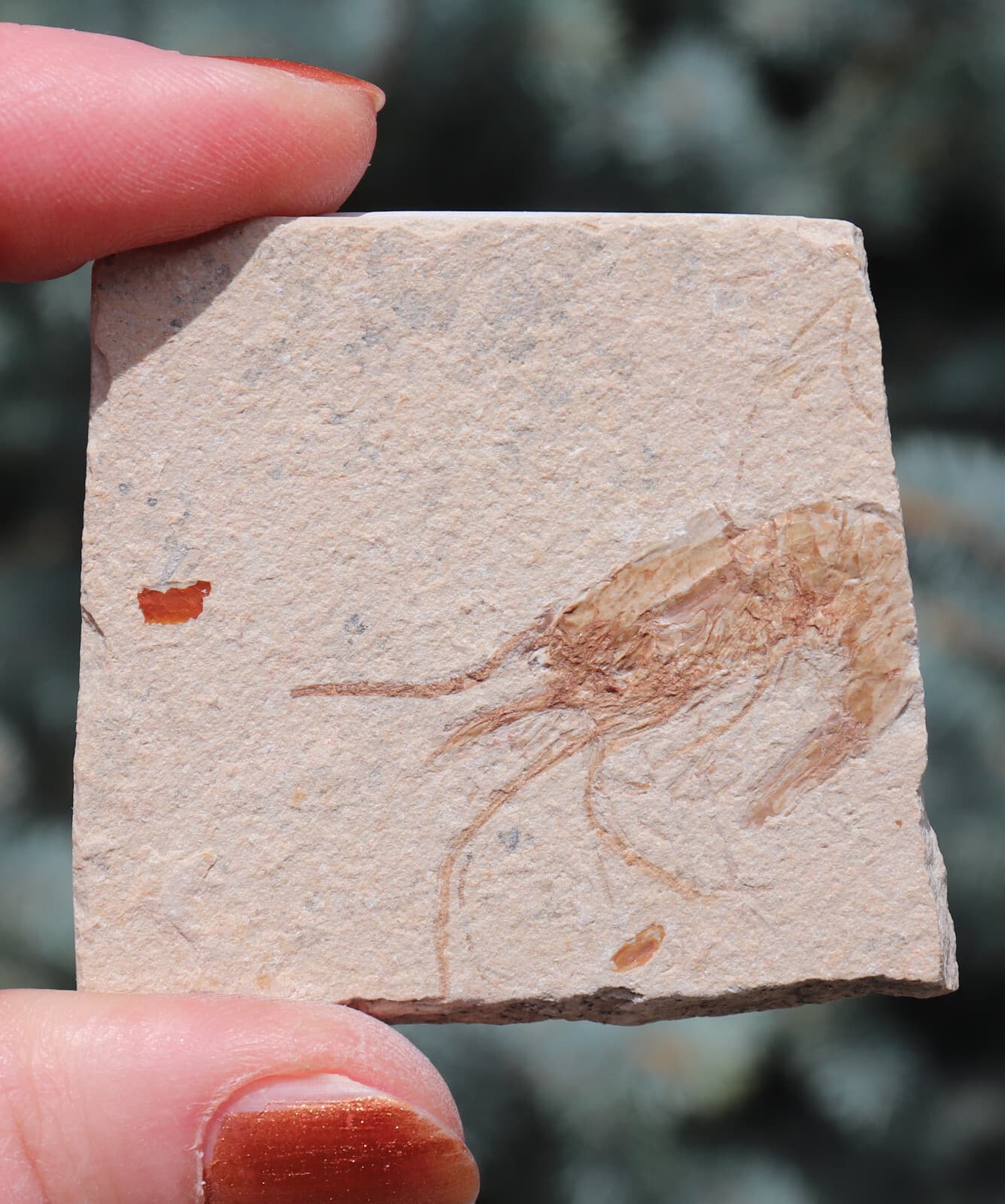 Fossil Shrimp Solnhofen Germany   Jurassic   Well Preserved History   5.5 Cm's