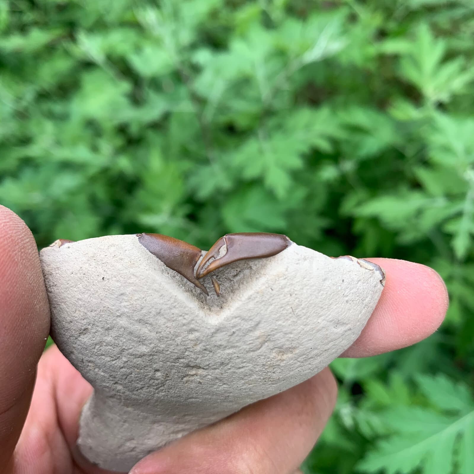 Jurassic Period Perfect Crab Fossil Dinosaur Age 5